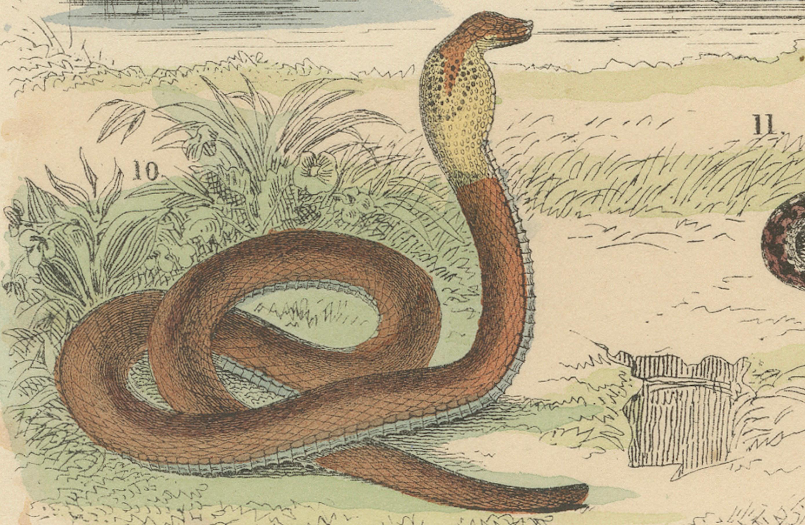 Snakes Print: Boa, Python, Viper, Coral Snake – Antique 1867 In Good Condition For Sale In Langweer, NL