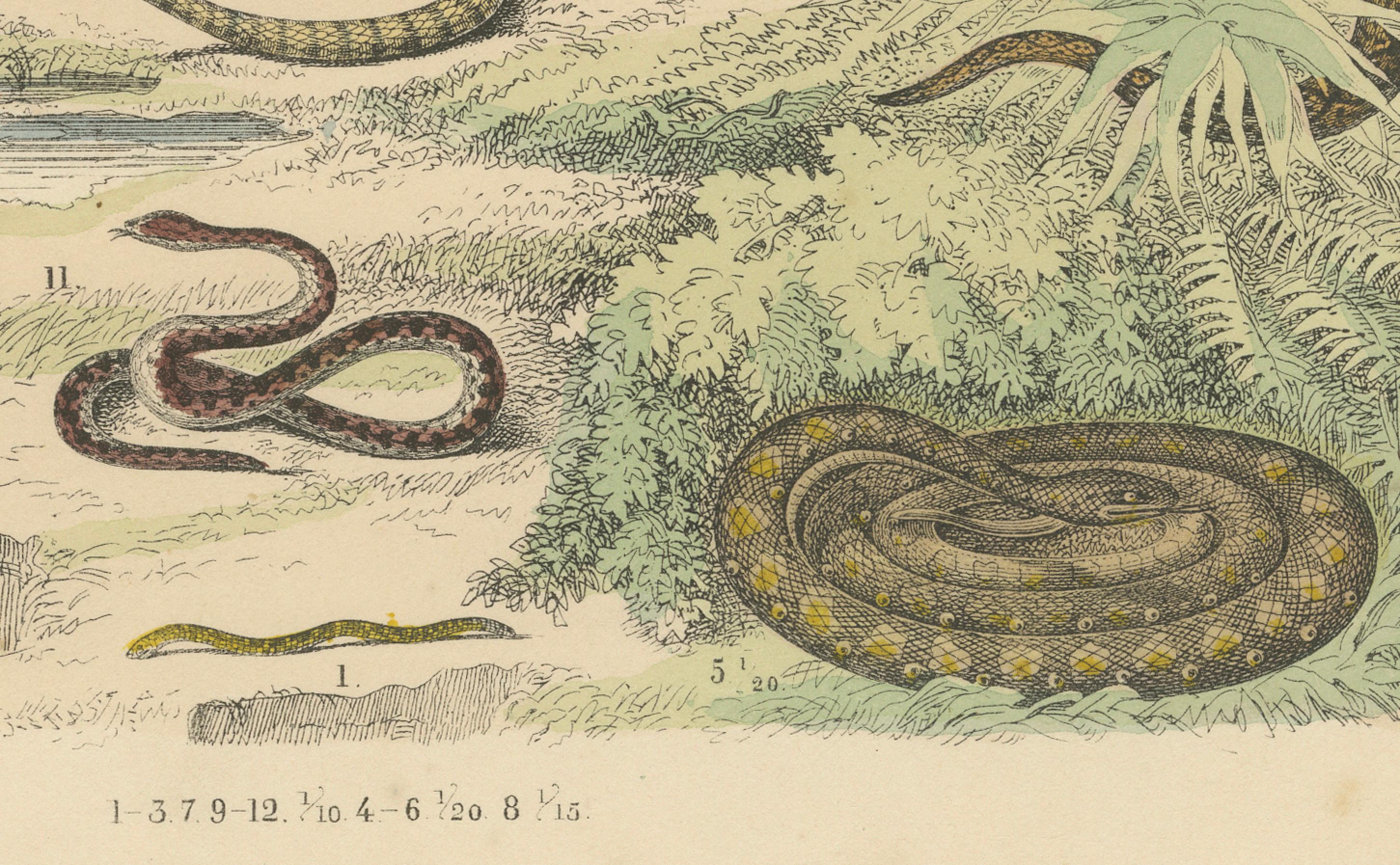 Mid-19th Century Snakes Print: Boa, Python, Viper, Coral Snake – Antique 1867 For Sale