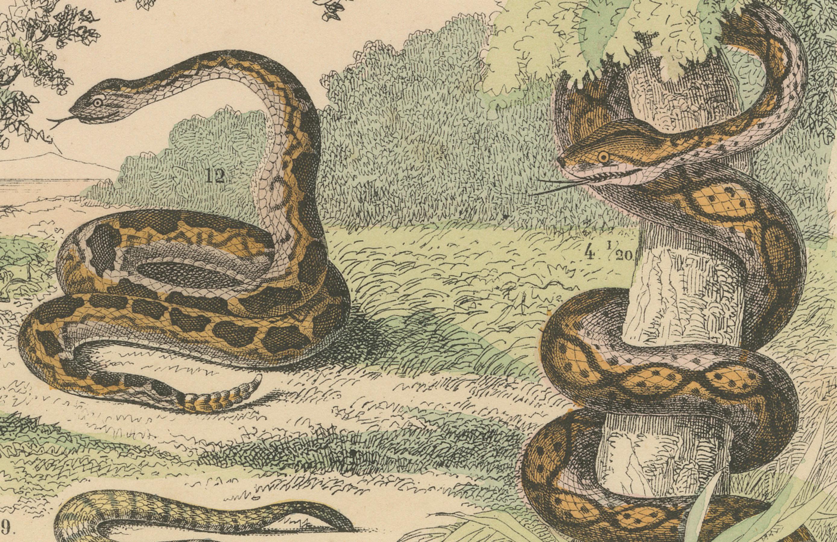 Paper Snakes Print: Boa, Python, Viper, Coral Snake – Antique 1867 For Sale