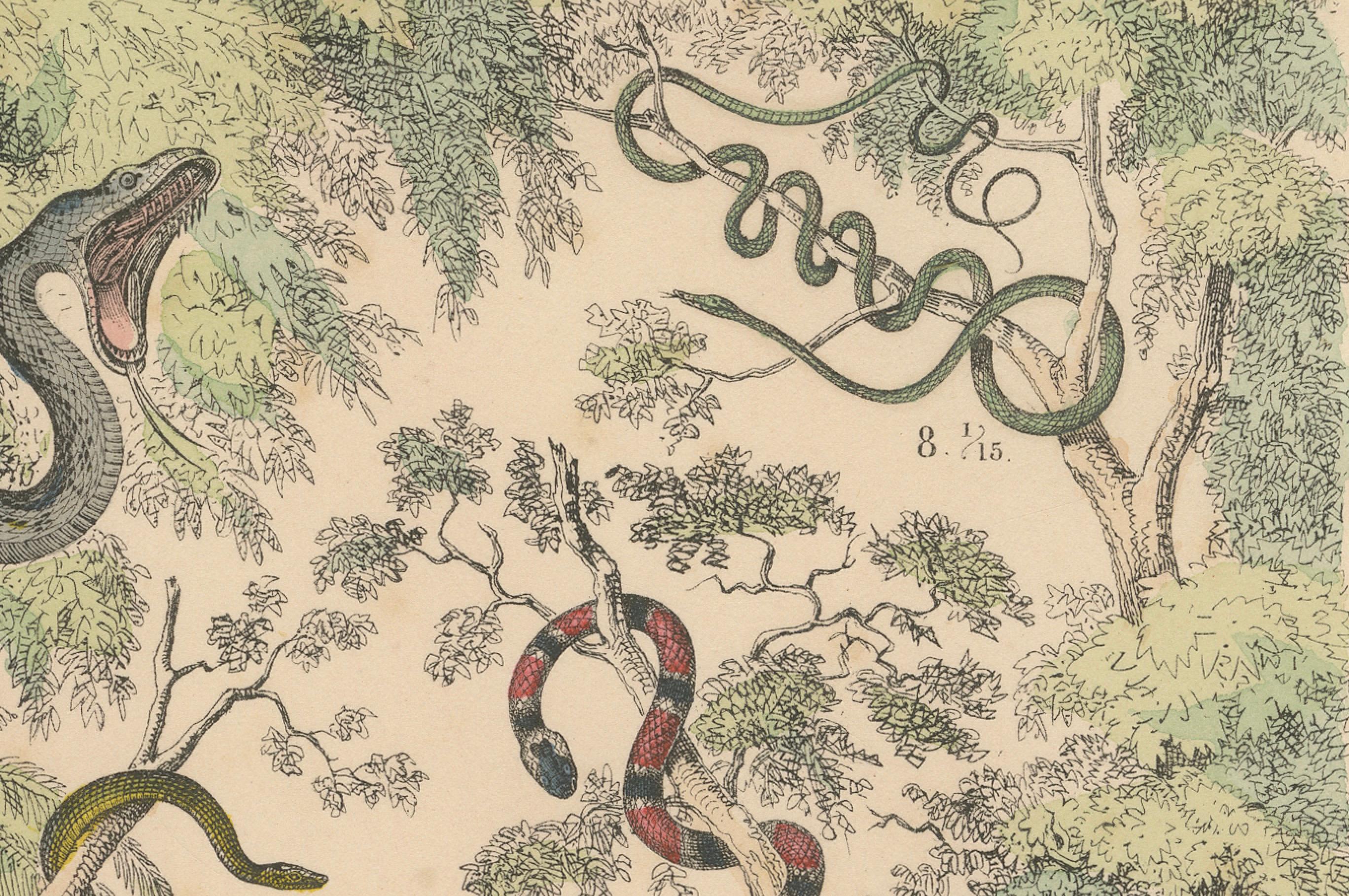 Snakes Print: Boa, Python, Viper, Coral Snake – Antique 1867 For Sale 1
