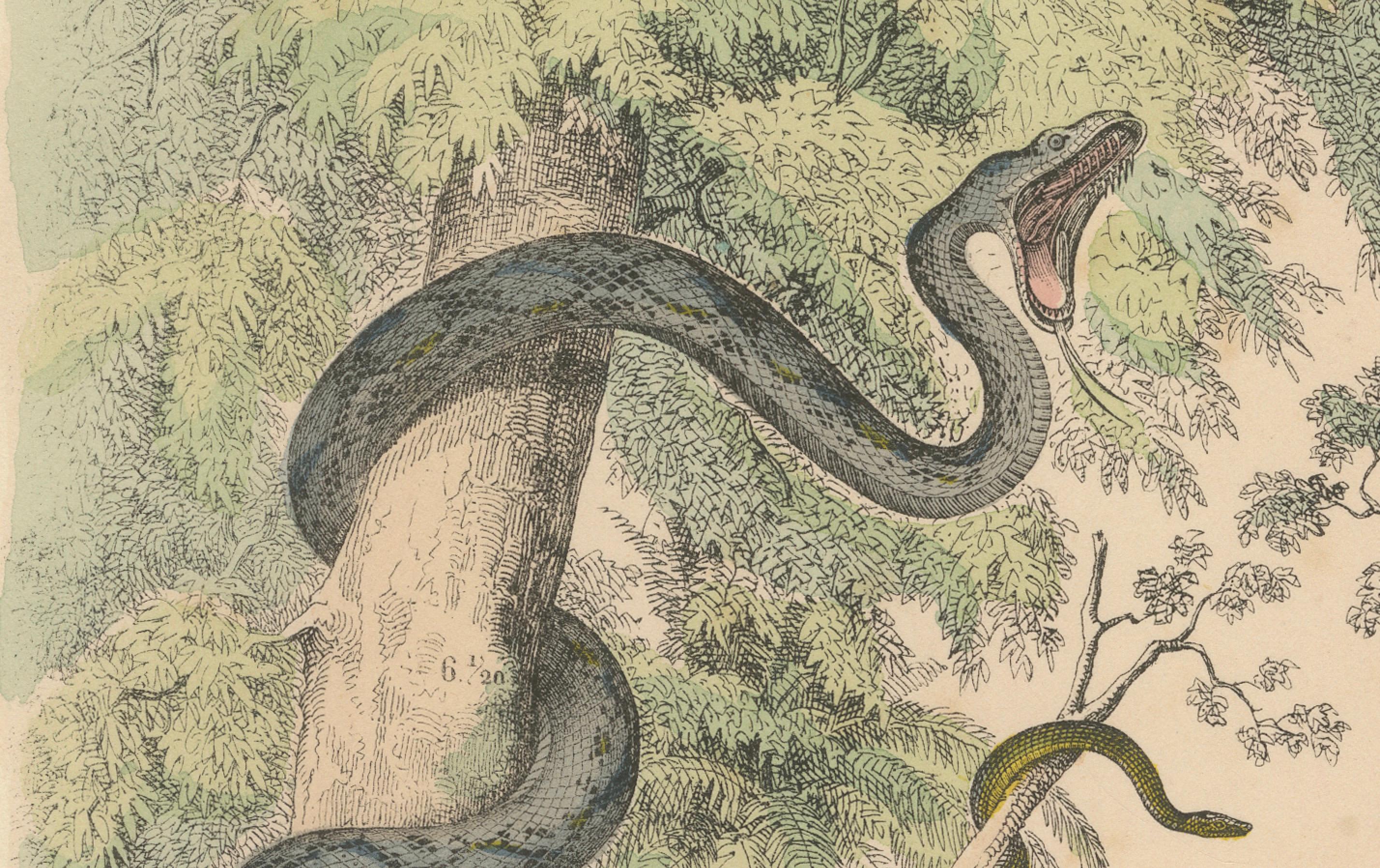 Snakes Print: Boa, Python, Viper, Coral Snake – Antique 1867 For Sale 2