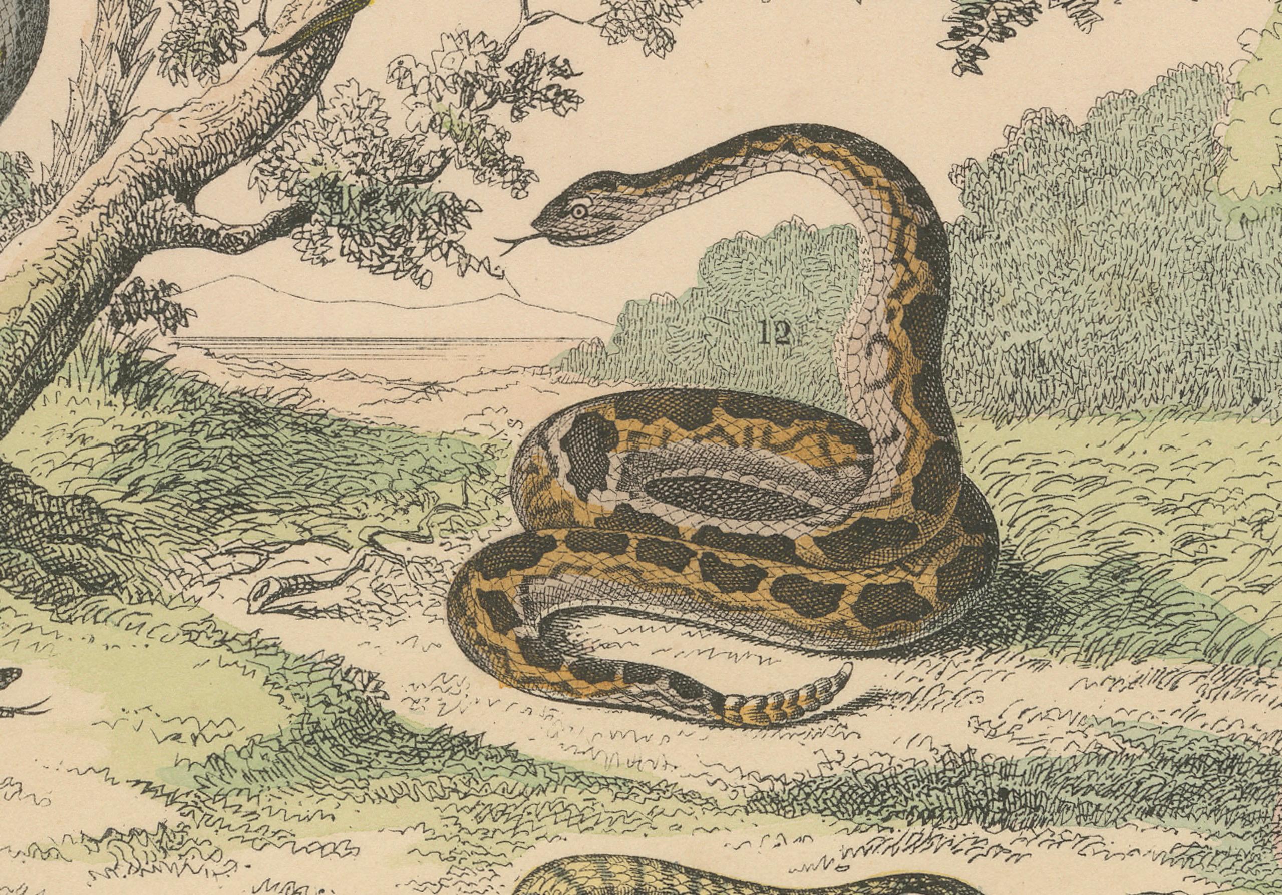 Snakes Print: Boa, Python, Viper, Coral Snake – Antique 1867 For Sale 3