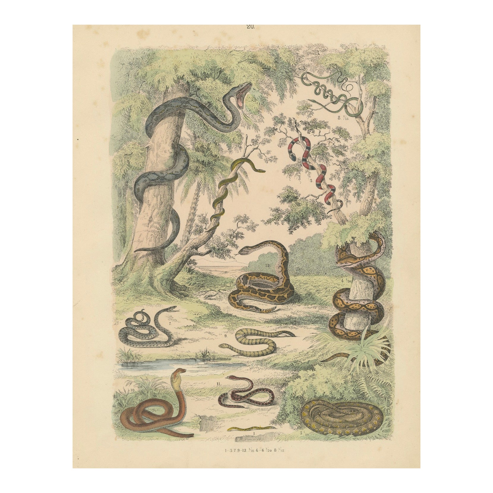 Snakes Print: Boa, Python, Viper, Coral Snake – Antique 1867 For Sale