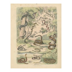 Snakes Print: Boa, Python, Viper, Coral Snake – Antique 1867