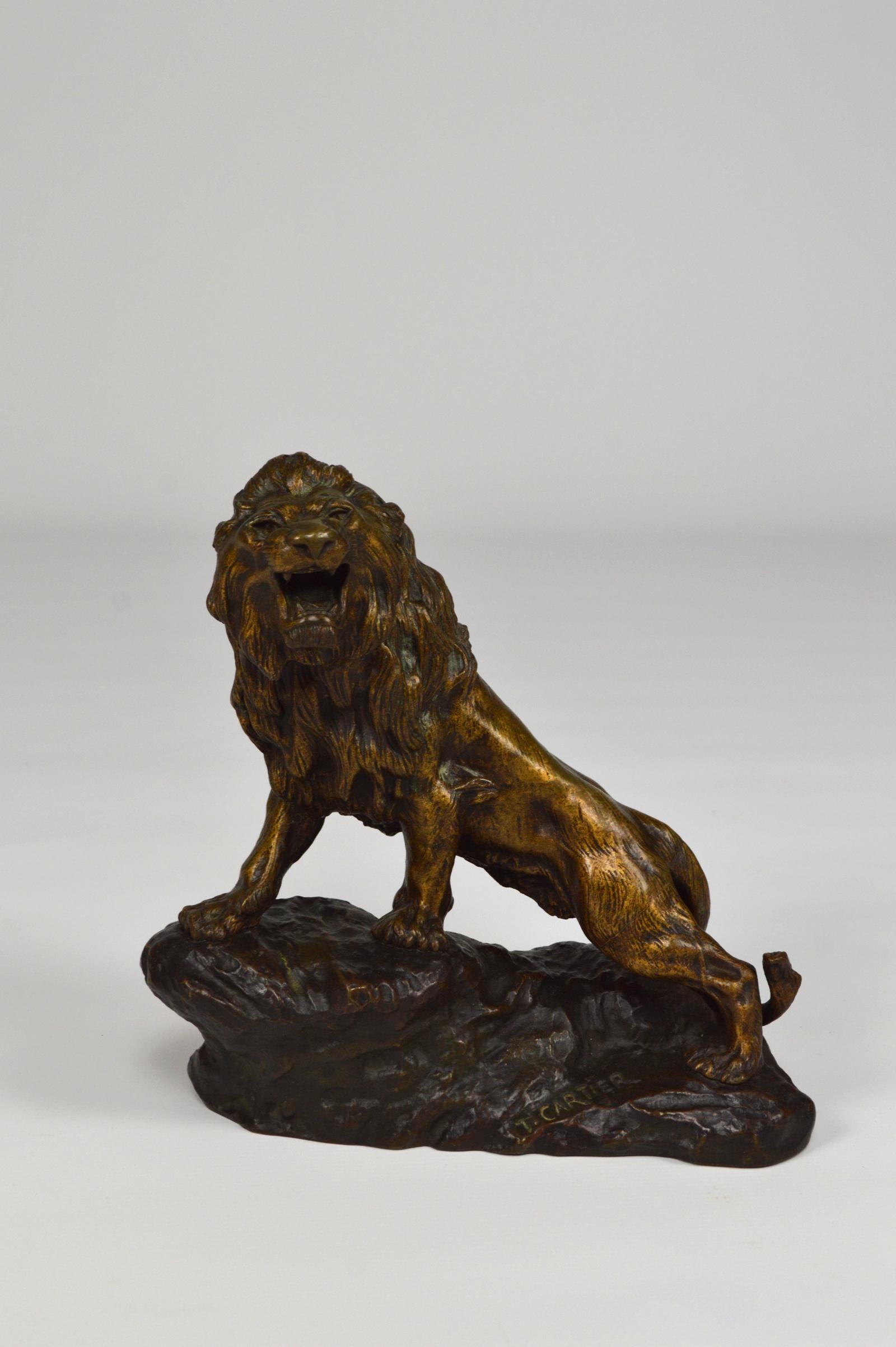 Snarling lion in bronze.
Bronze two-tone, golden for the lion, brown for the rock
Signed on the terrace / rock 