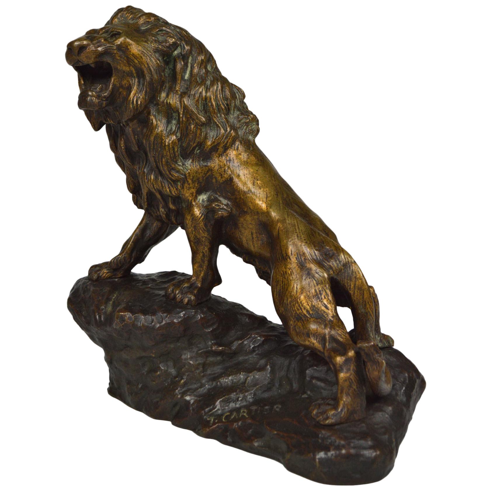Snarling Lion in Bronze by Thomas François Cartier, France, Early 20th Century