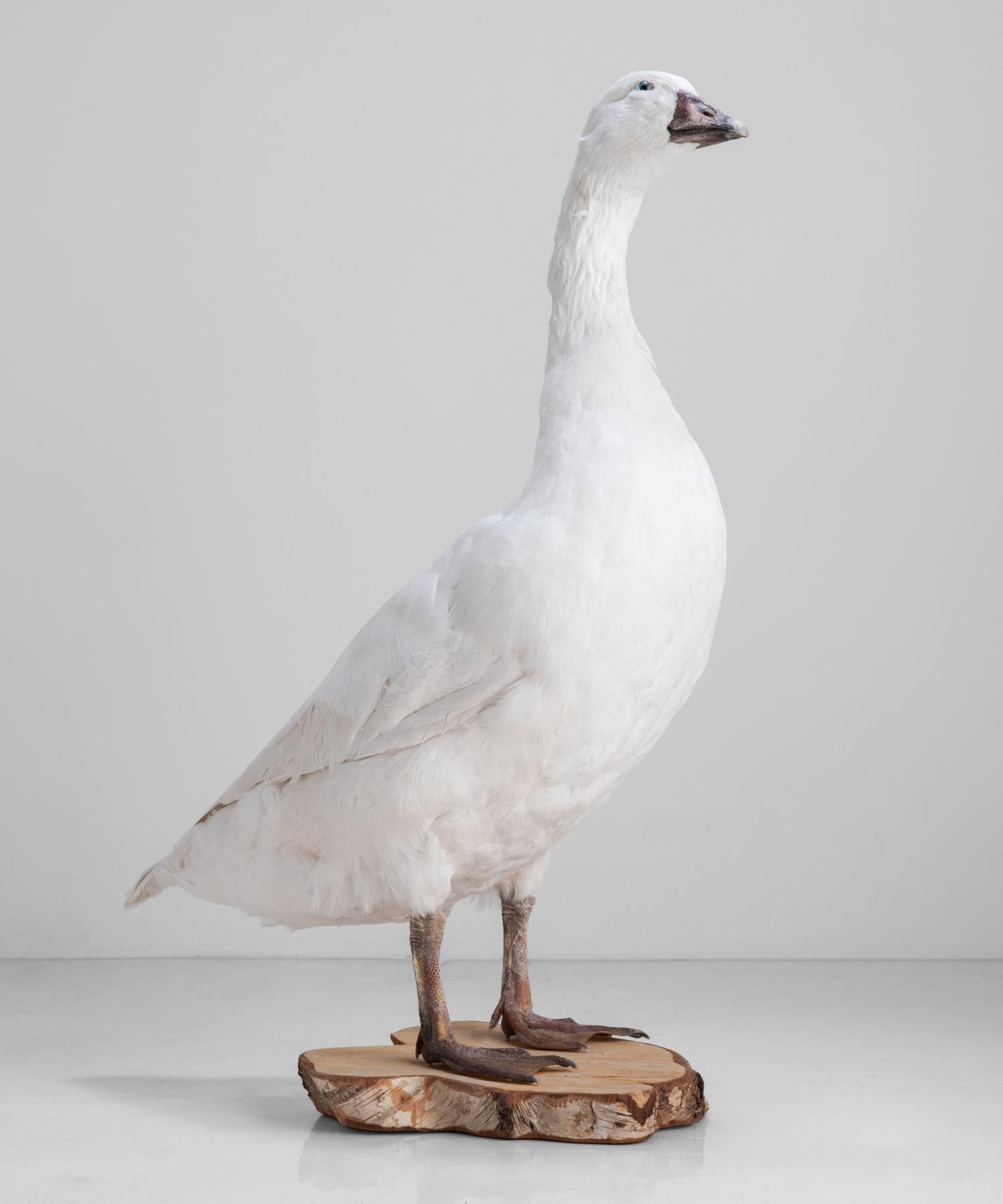 Snow white goose taxidermy, circa 1950.

Elegant goose with white plumage, mounted on decorative log base.