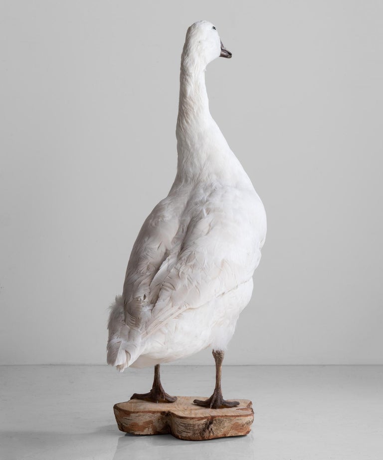 Snow White Goose Taxidermy, circa 1950 at 1stDibs taxidermy goose for