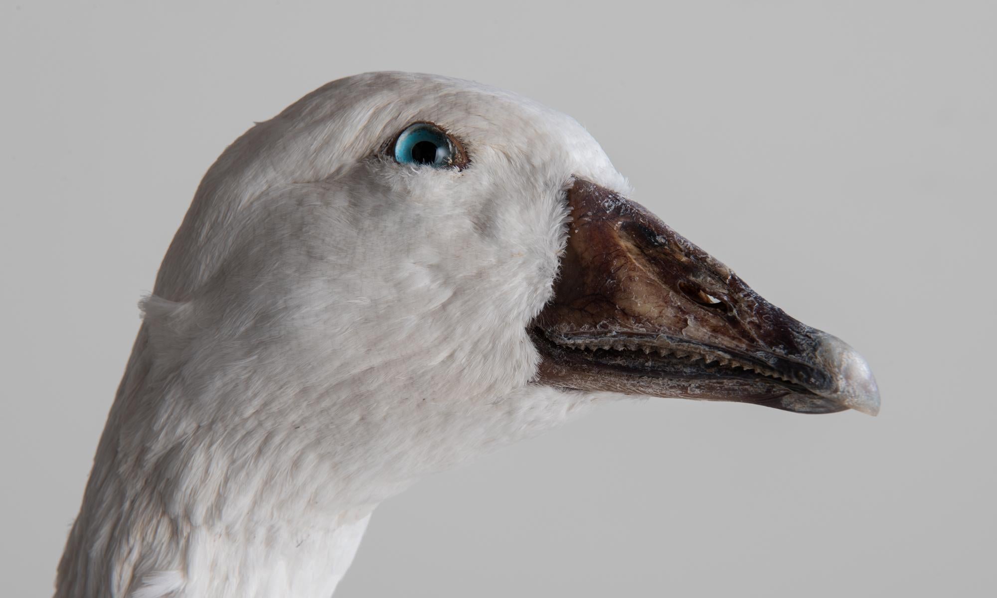 snow goose mounts