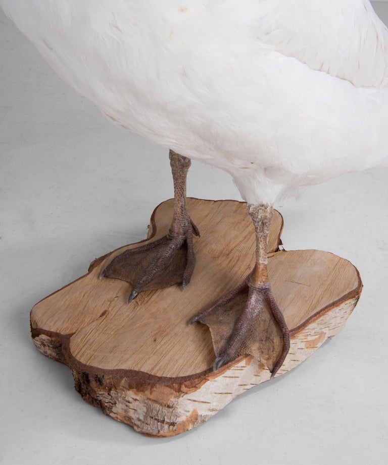Snow White Goose Taxidermy, circa 1950 at 1stDibs