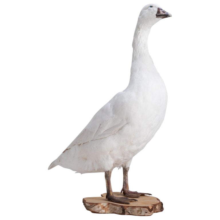 Snow White Goose Taxidermy, circa 1950 at 1stDibs