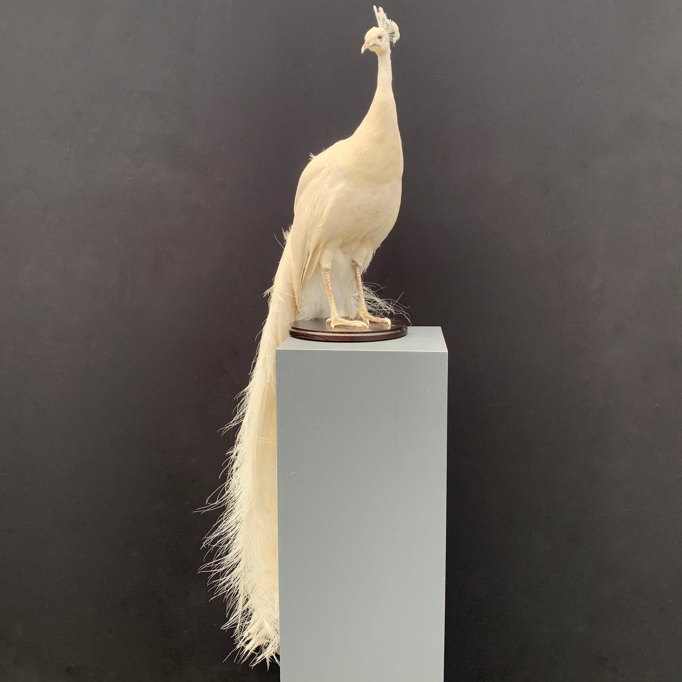 This peacock is recently made by a professional taxidermist. 
The bird is mounted on a wooden base and has a very long tail.
Fine piece of quality taxidermy, peacock will be delivered with the proper CITES papers.