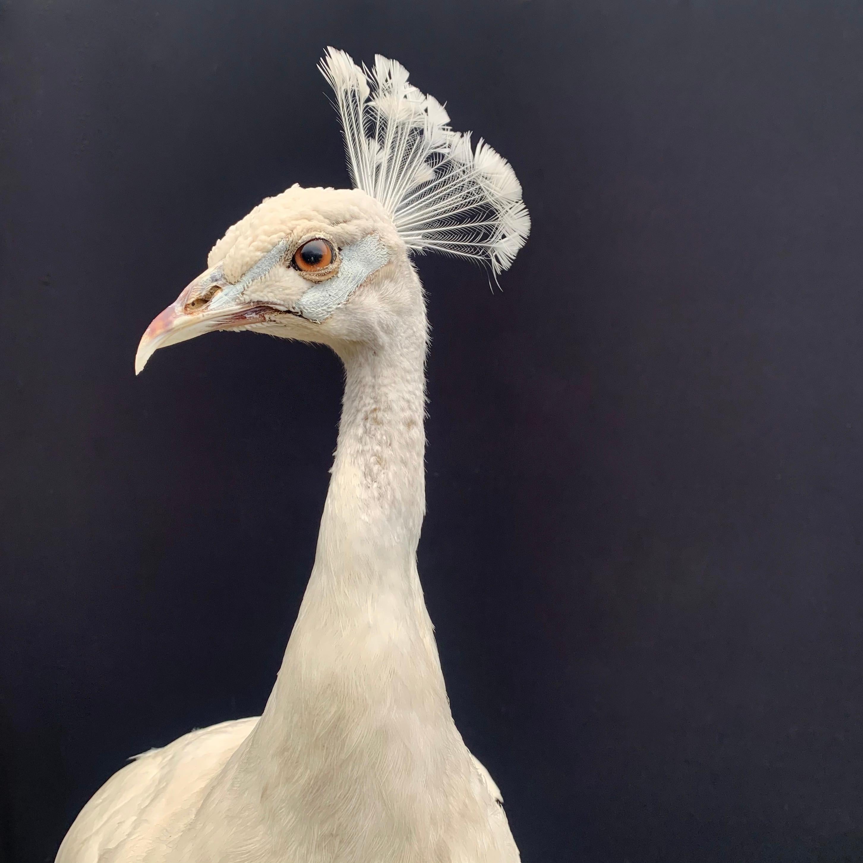 Snow White Mounted Peacock In Excellent Condition In Eindhoven, NL