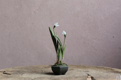 Schneeglöckchen von Yumiko Kuwahata / Bonsai / wabi-sabi