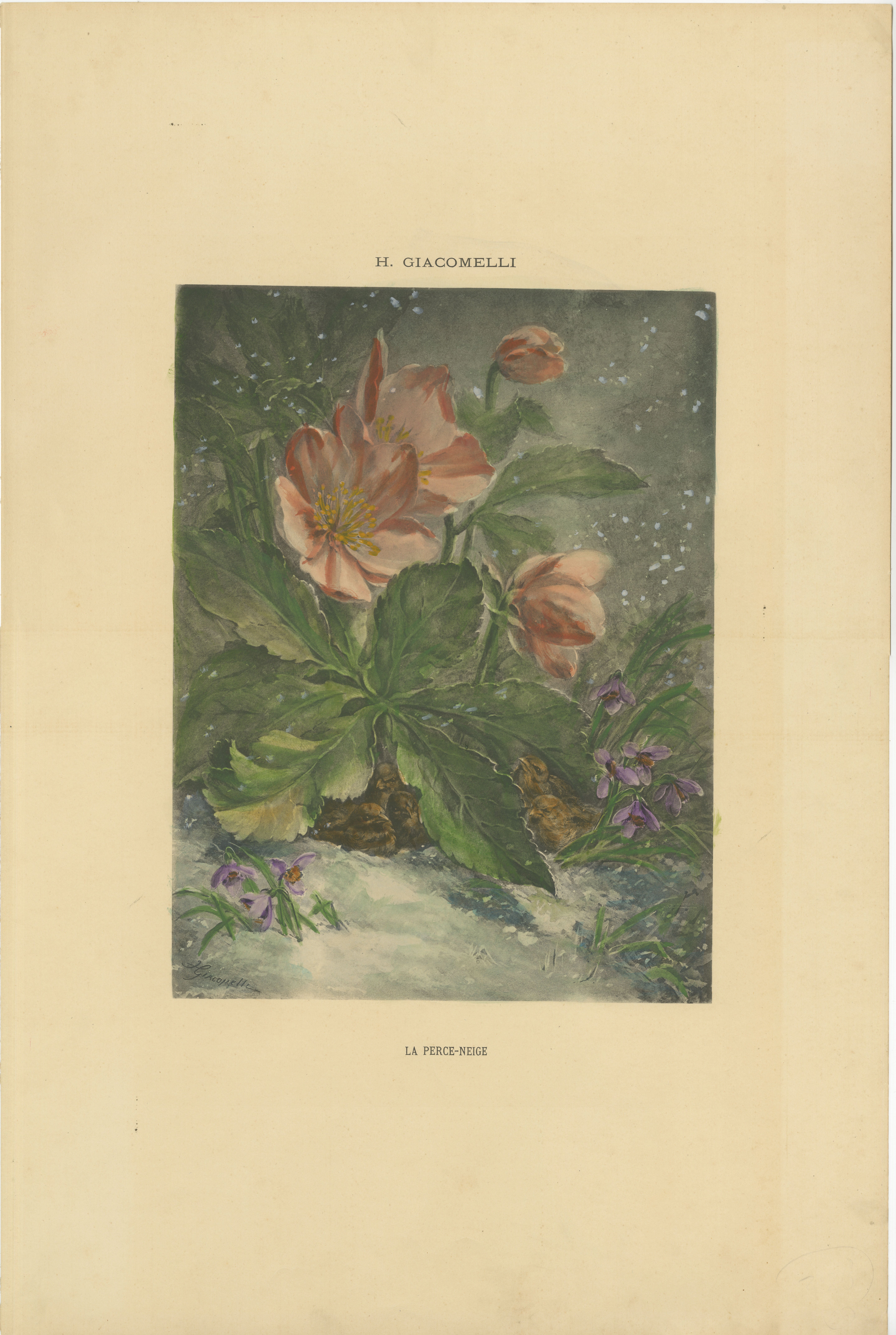 Snowdrops in Bloom - Giacomelli's Birds and Winter Flora, um 1891

Dieser atemberaubende Druck mit dem Titel 