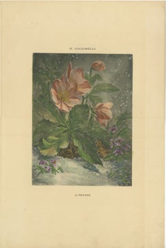 Snowdrops in Bloom - Giacomelli's Birds and Winter Flora, Circa 1891