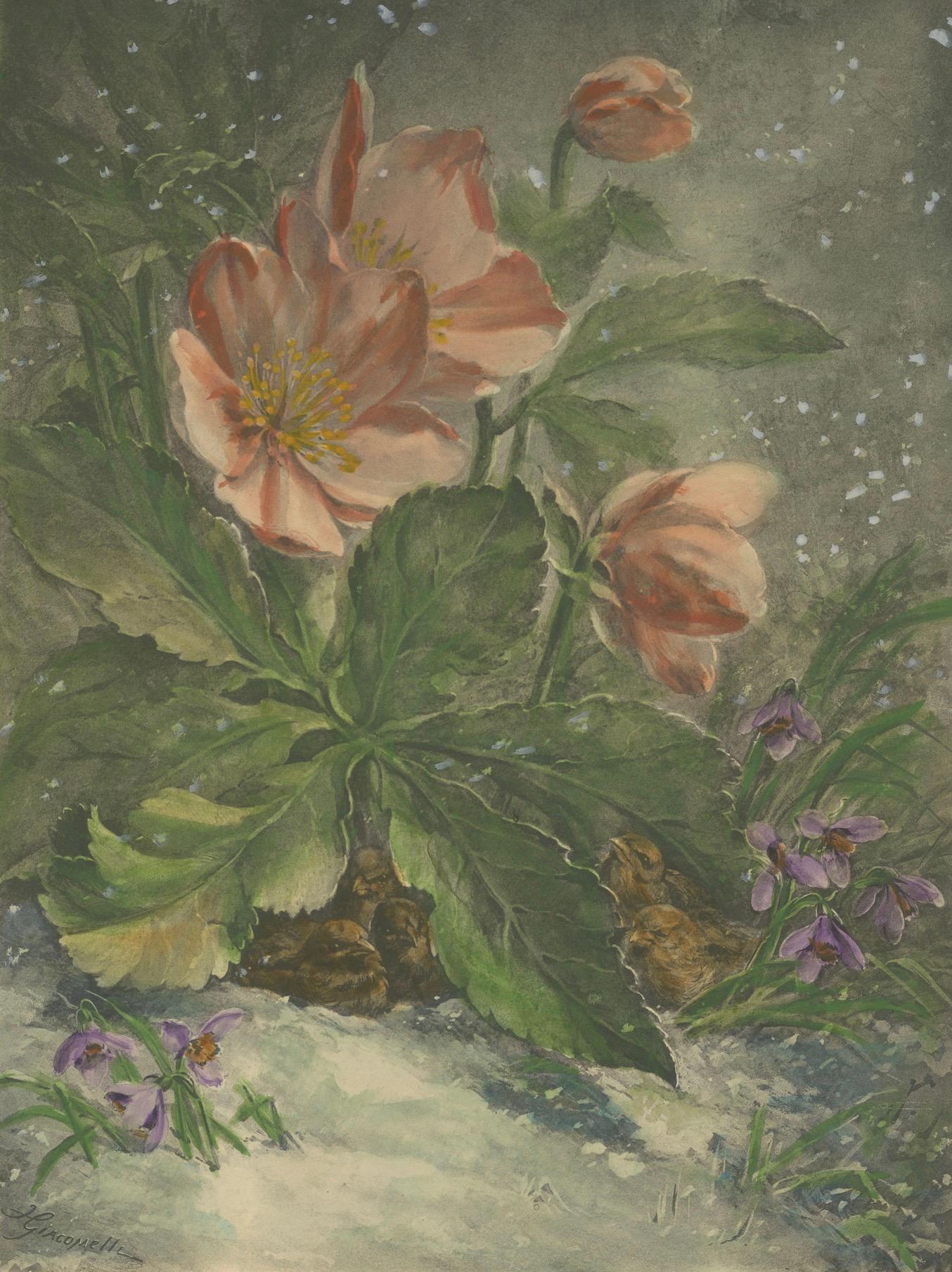 Snowdrops in Bloom - Giacomelli's Birds and Winter Flora, um 1891 (Papier) im Angebot