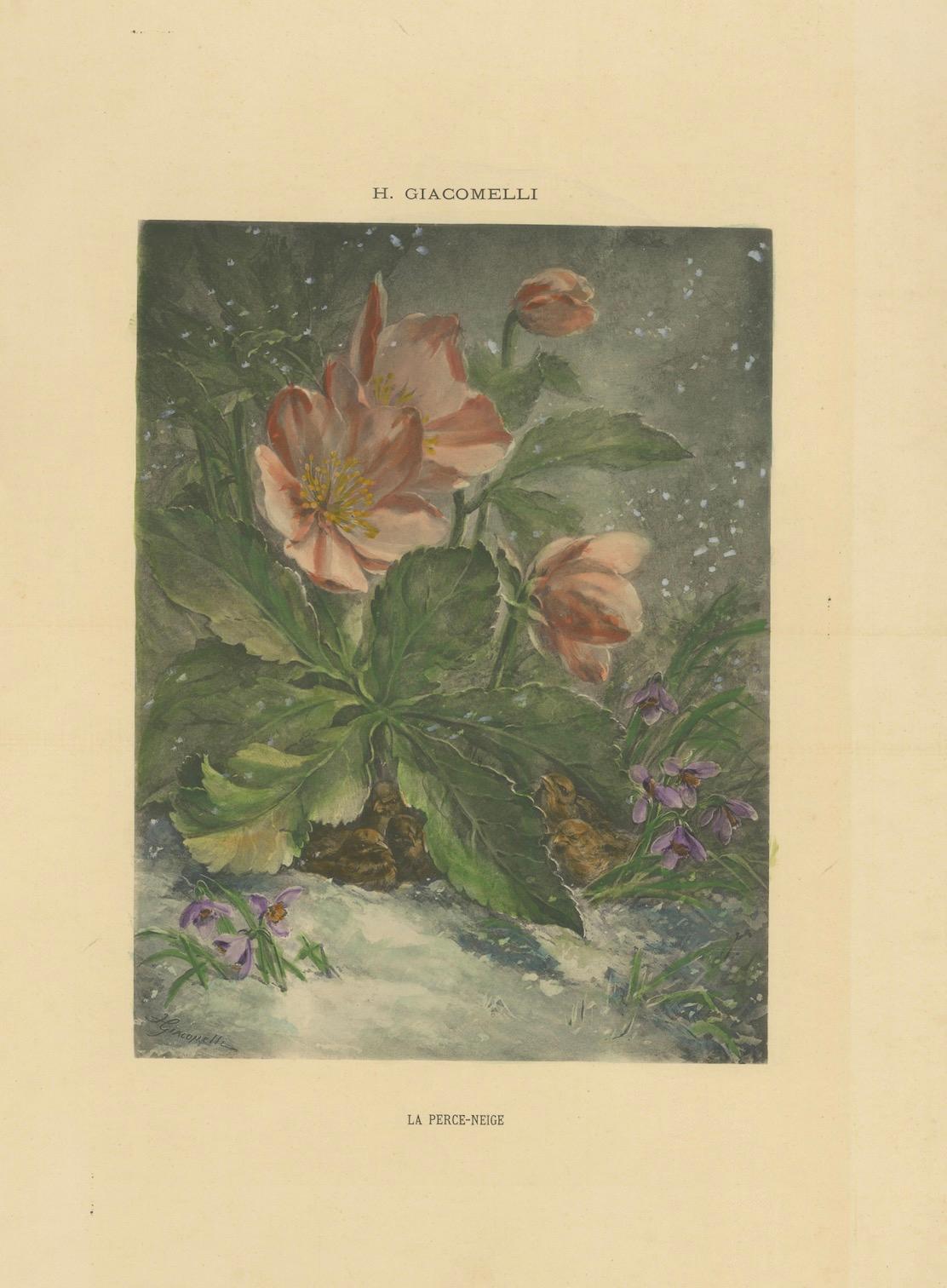 Snowdrops in Bloom - Giacomelli's Birds and Winter Flora, um 1891 im Angebot 3