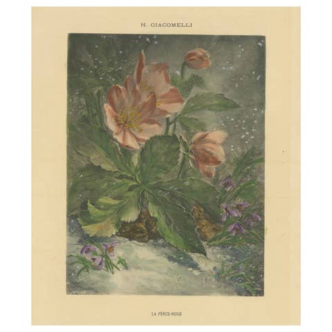 Snowdrops in Bloom - Giacomelli's Birds and Winter Flora, Circa 1891