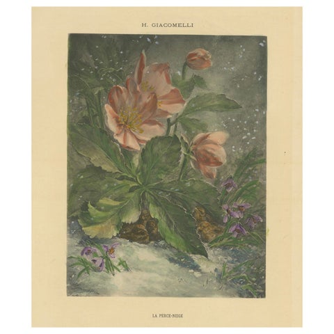 Snowdrops in Bloom - Giacomelli's Birds and Winter Flora, Circa 1891