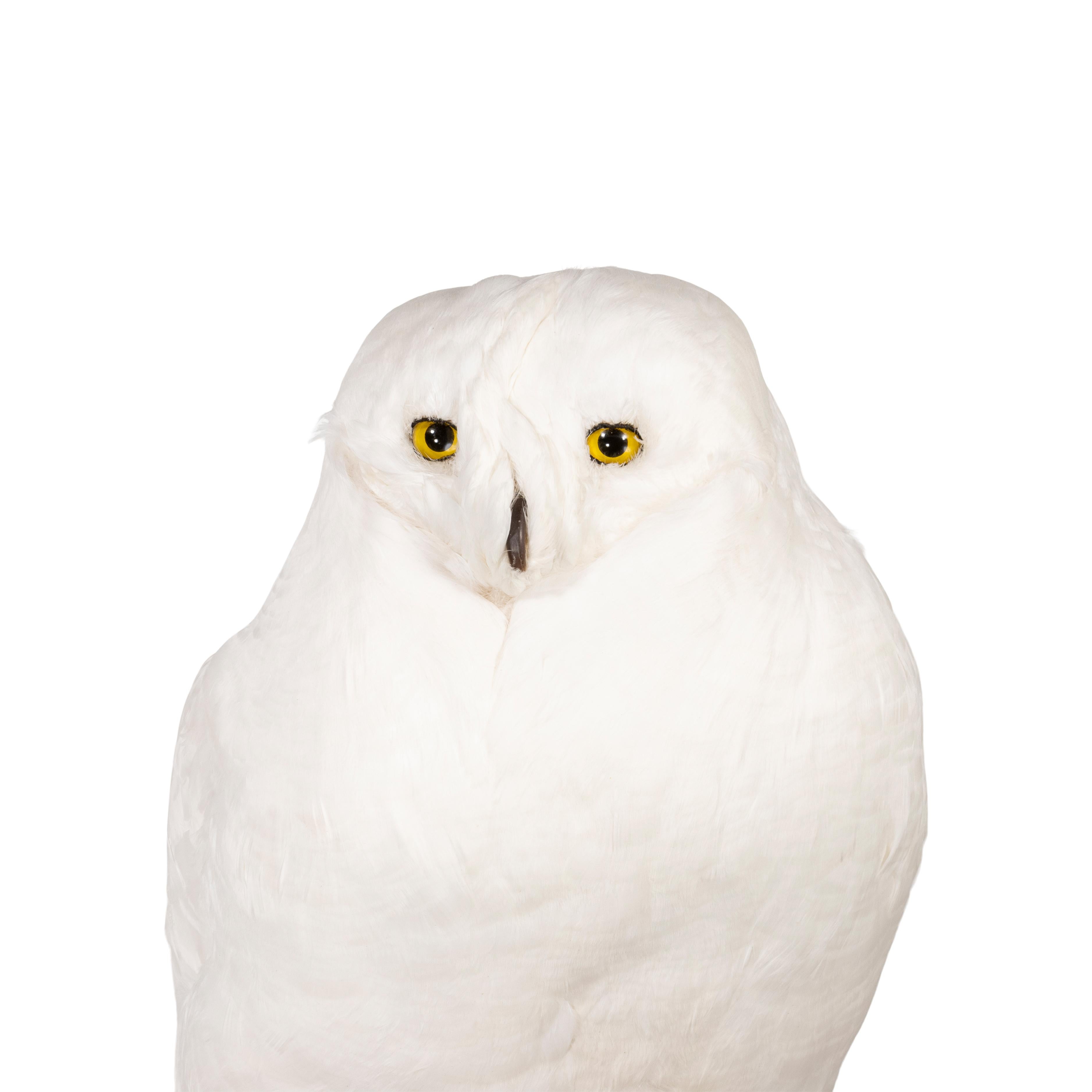Snowy owl on driftwood mount. Life-size and realistic however made of white Imden farm goose feathers as a recreation. The beak and claws are sculpted from a resin material. 28