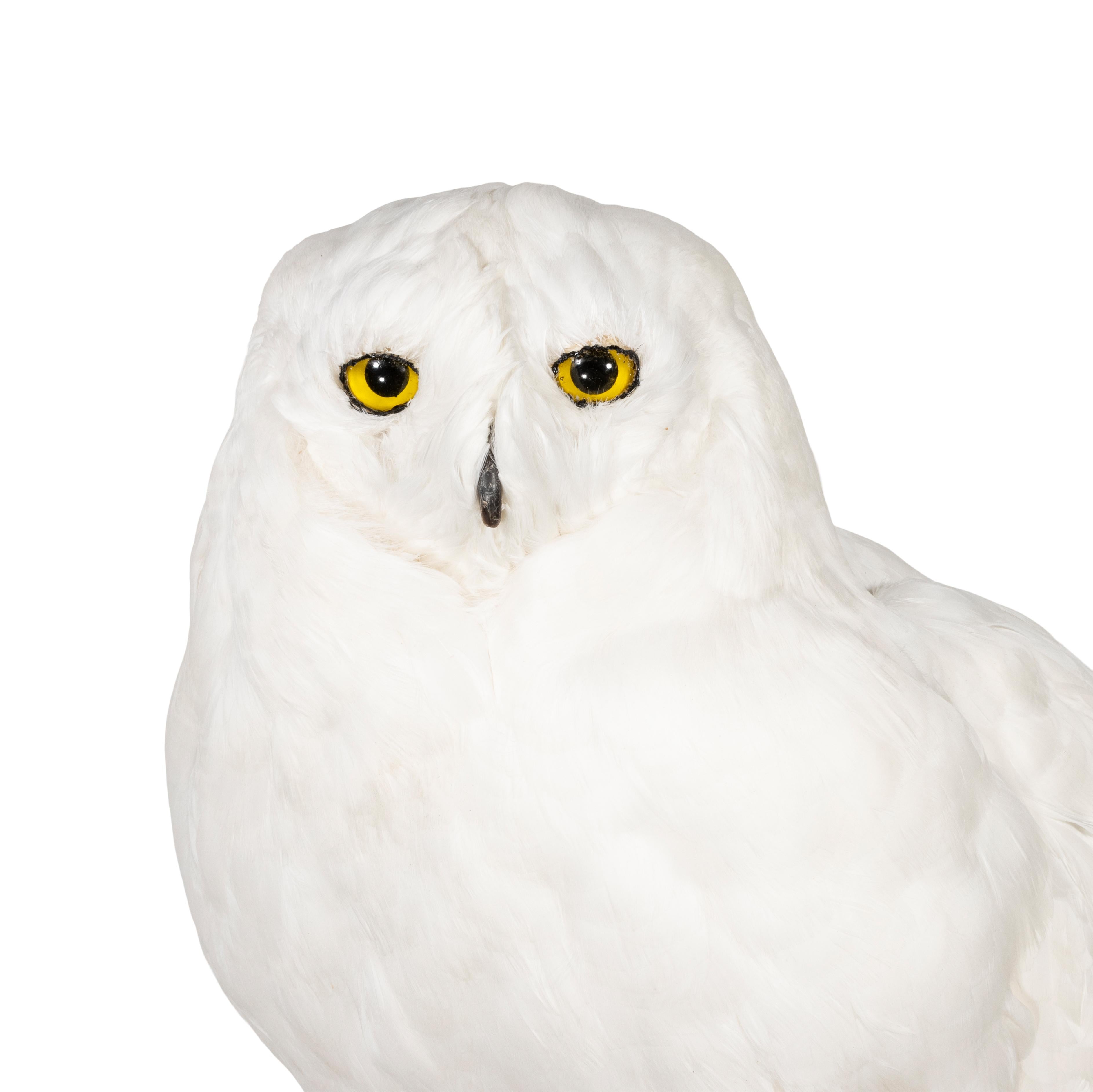 Snowy owl on driftwood mount. Life-size and realistic however made of white Imden farm goose feathers as a recreation. The beak and claws are sculpted from a resin material. 28