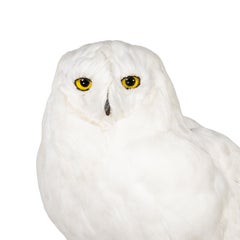 "Snowy Owl" Driftwood Mount