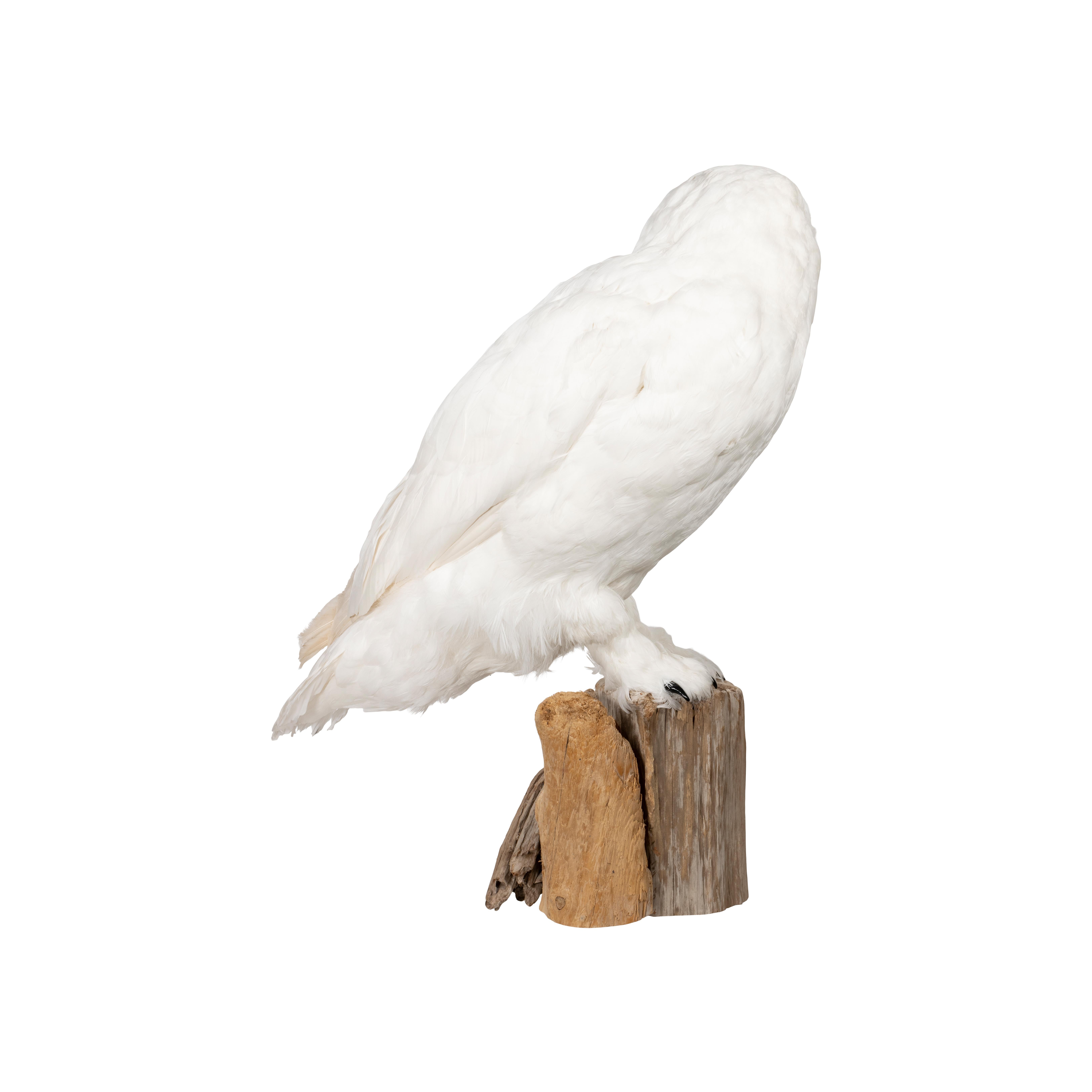 driftwood for mounts