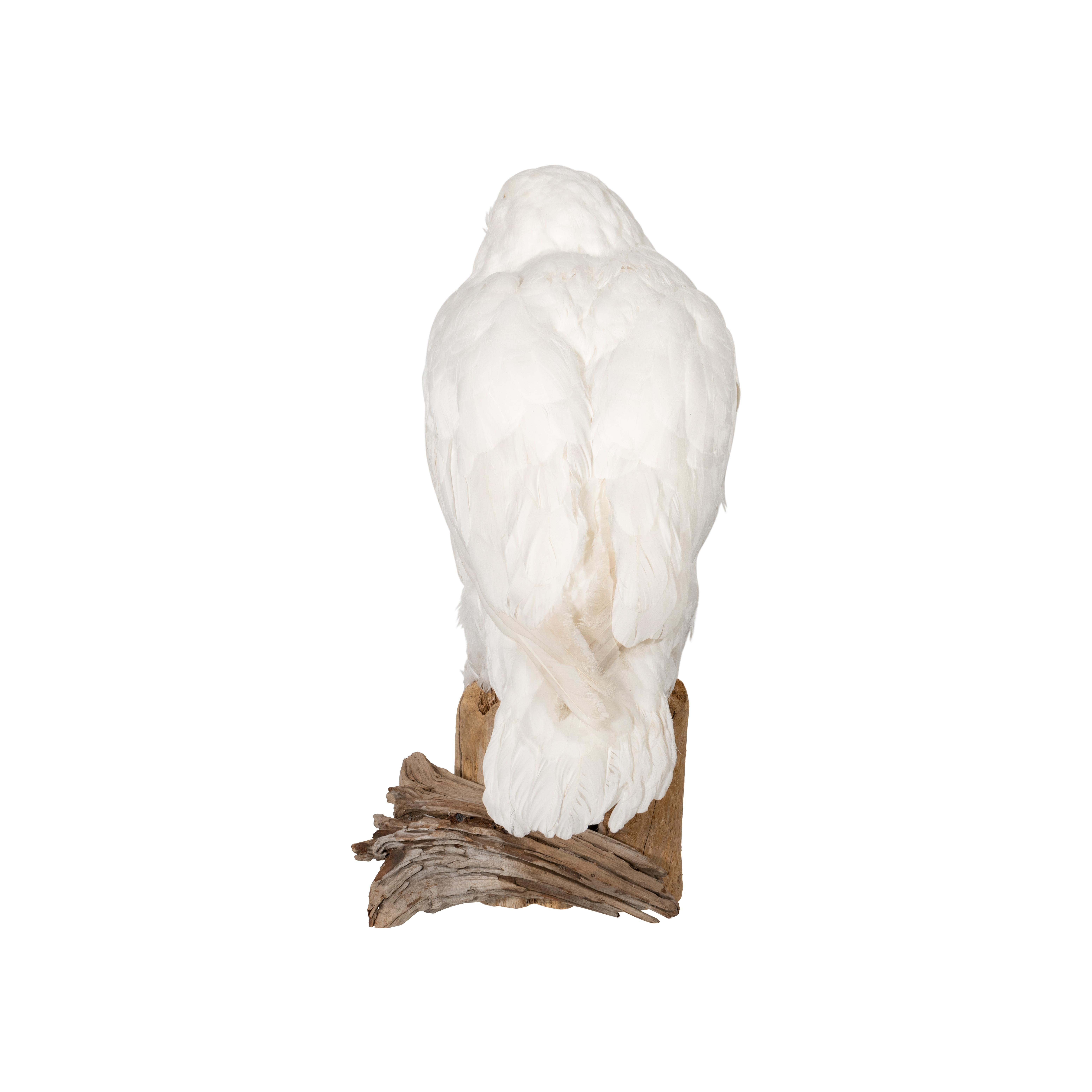 snowy owl diorama