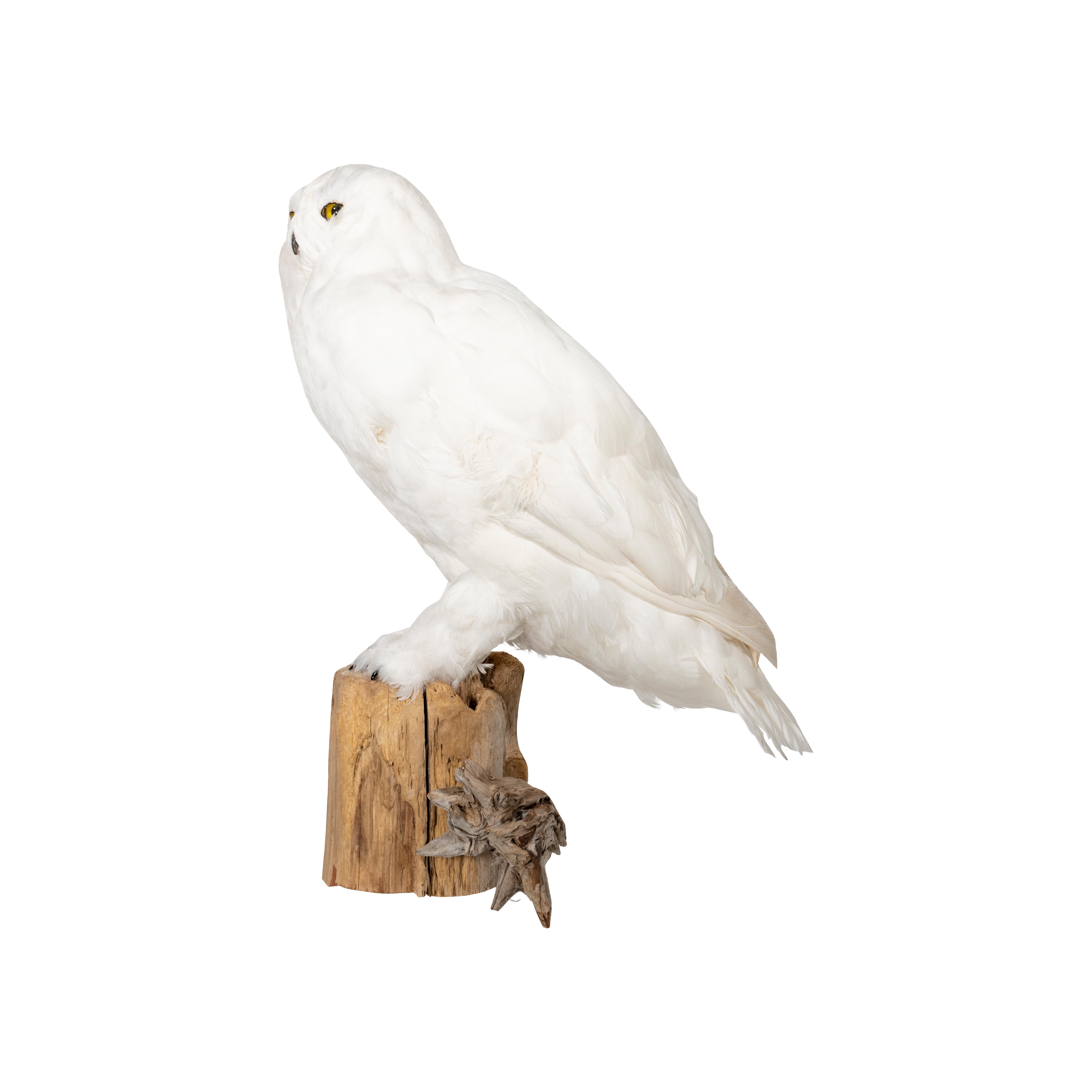 driftwood owl