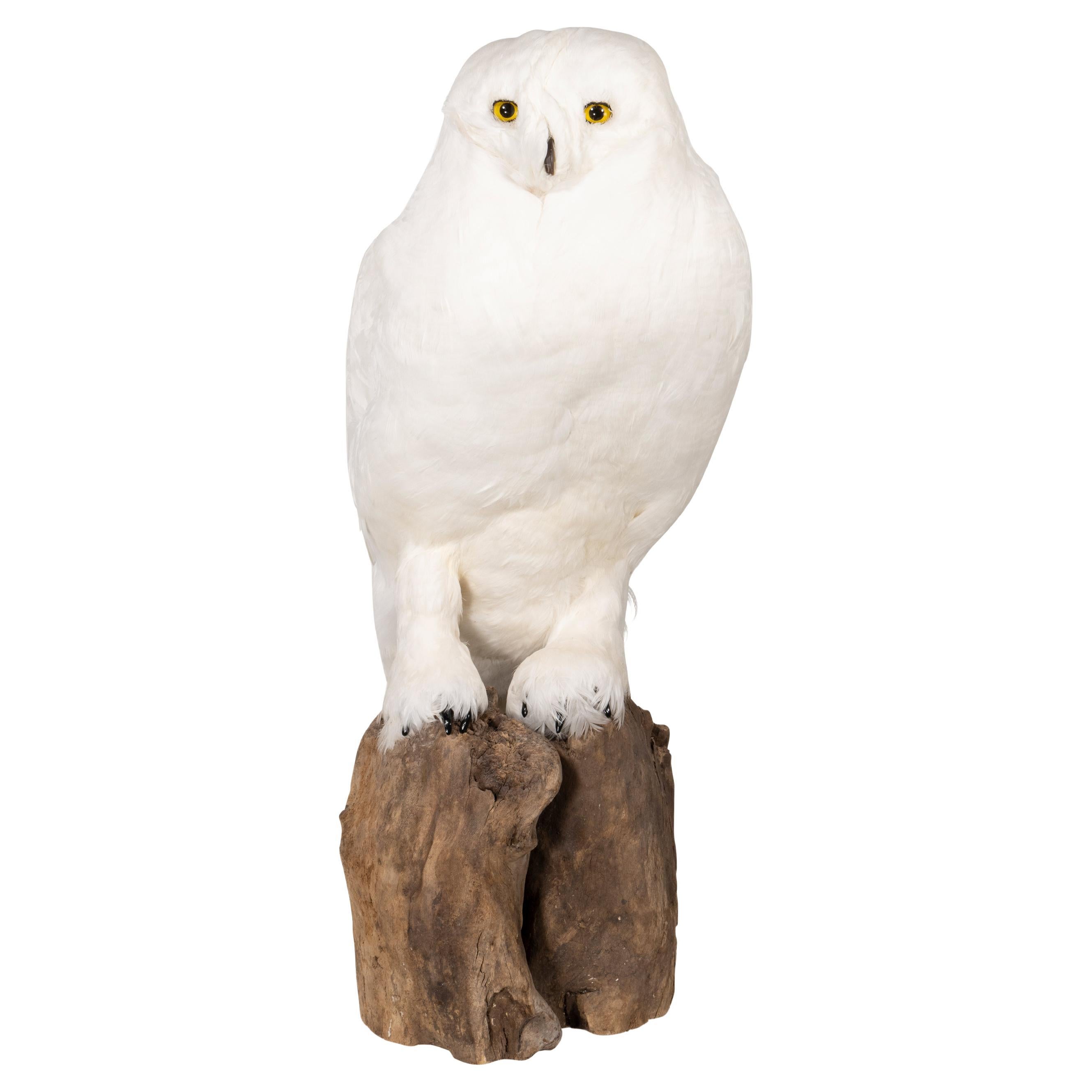 "Snowy Owl" Driftwood Mount For Sale