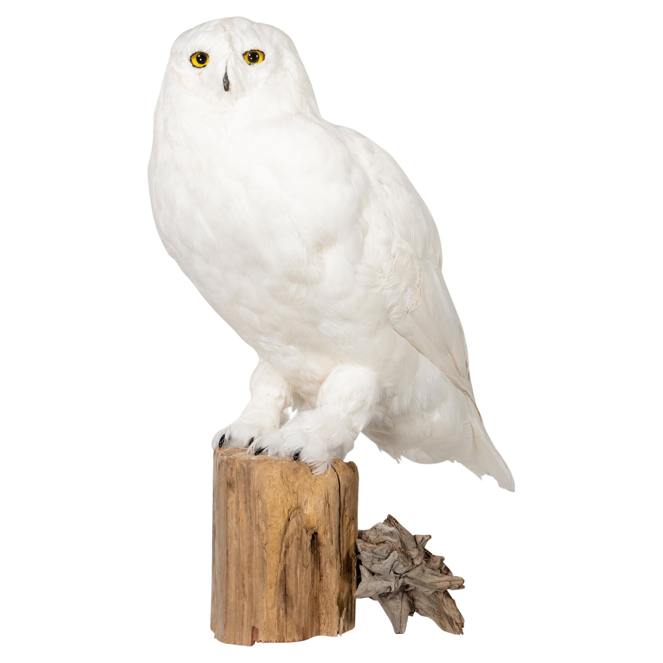 "Snowy Owl" Driftwood Mount