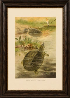 Soft River Tortoises – Antique Reptile Natural History Print, c.1895