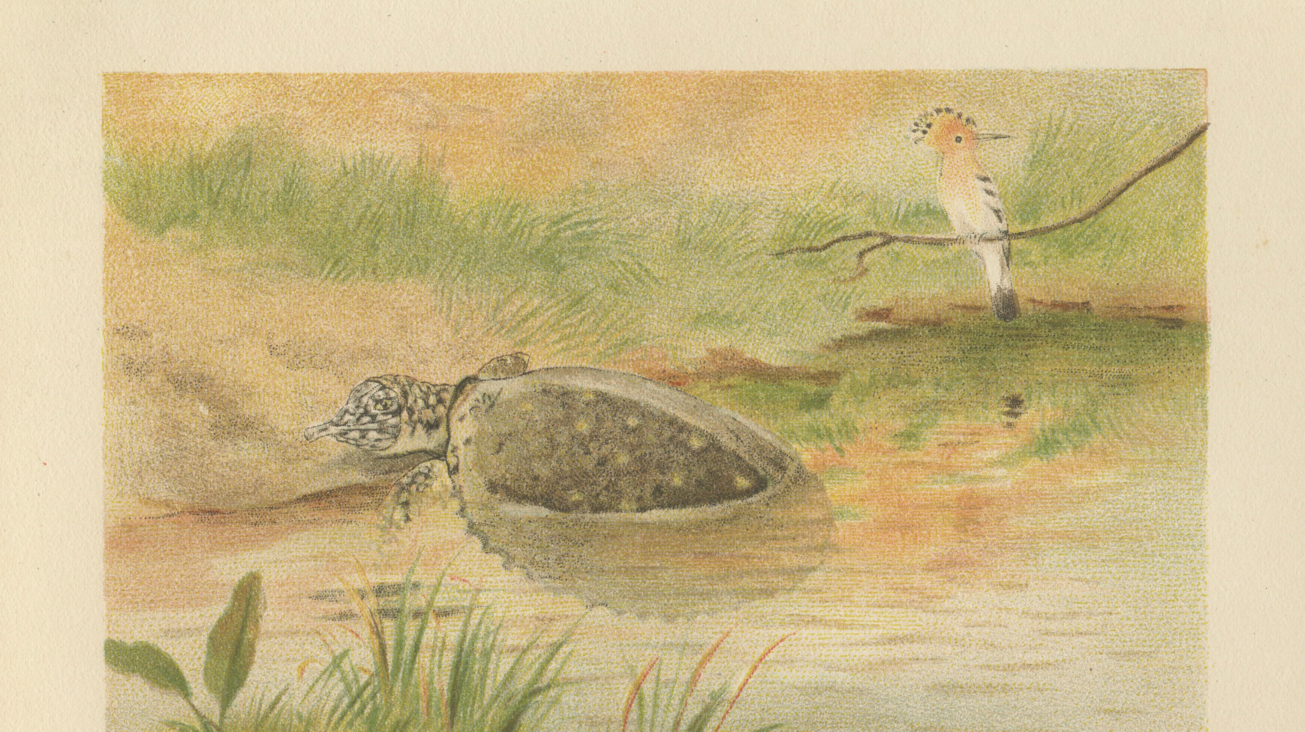 Soft River Tortoises – Antique Reptile Natural History Print, c.1895