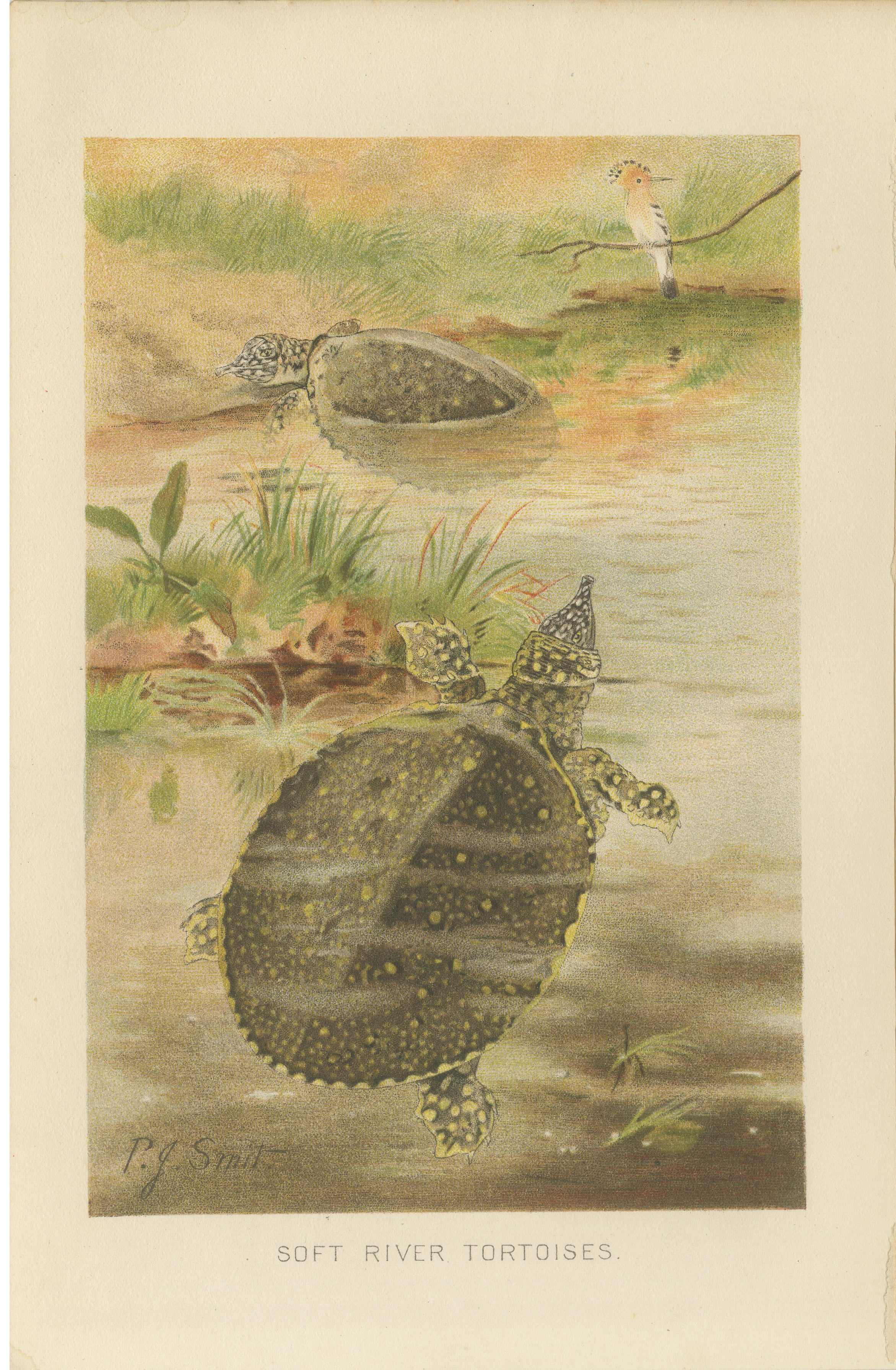 Soft River Tortoises – Antique Reptile Natural History Print, c.1895