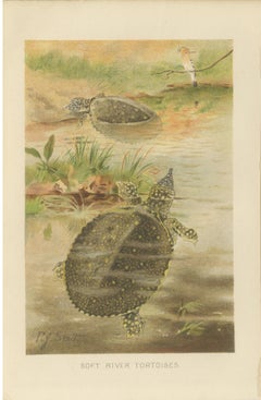 Soft River Tortoises – Antique Reptile Natural History Print, c.1895