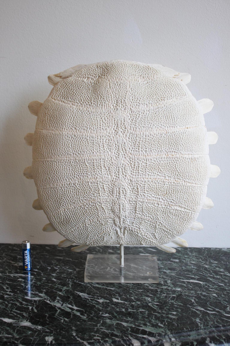 Softshell Turtle Dogania Subplana Specimen For Sale at 1stDibs