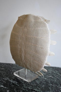 Softshell Turtle Dogania Subplana Specimen