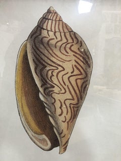 Soicher Marin Framed Illustration Giclée Print "Seashell" Signed R.P.N