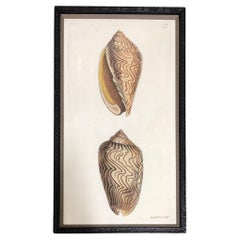 Soicher Marin Framed Illustration Giclée Print "Seashell" Signed R.P.N