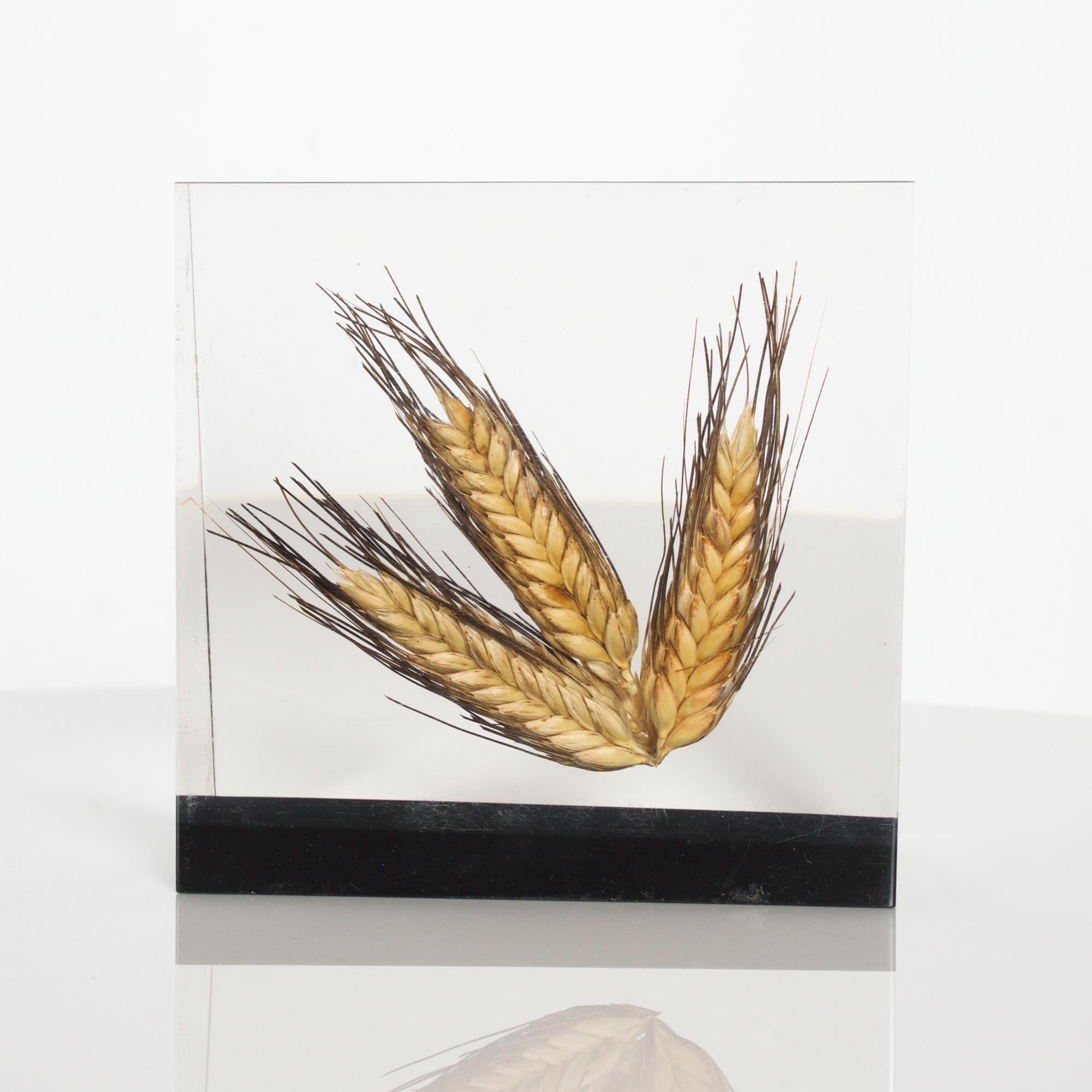Late 20th Century Solid Acrylic Bookend Block Suspended Wheat Barley 1980s Shiro Kuramata Style