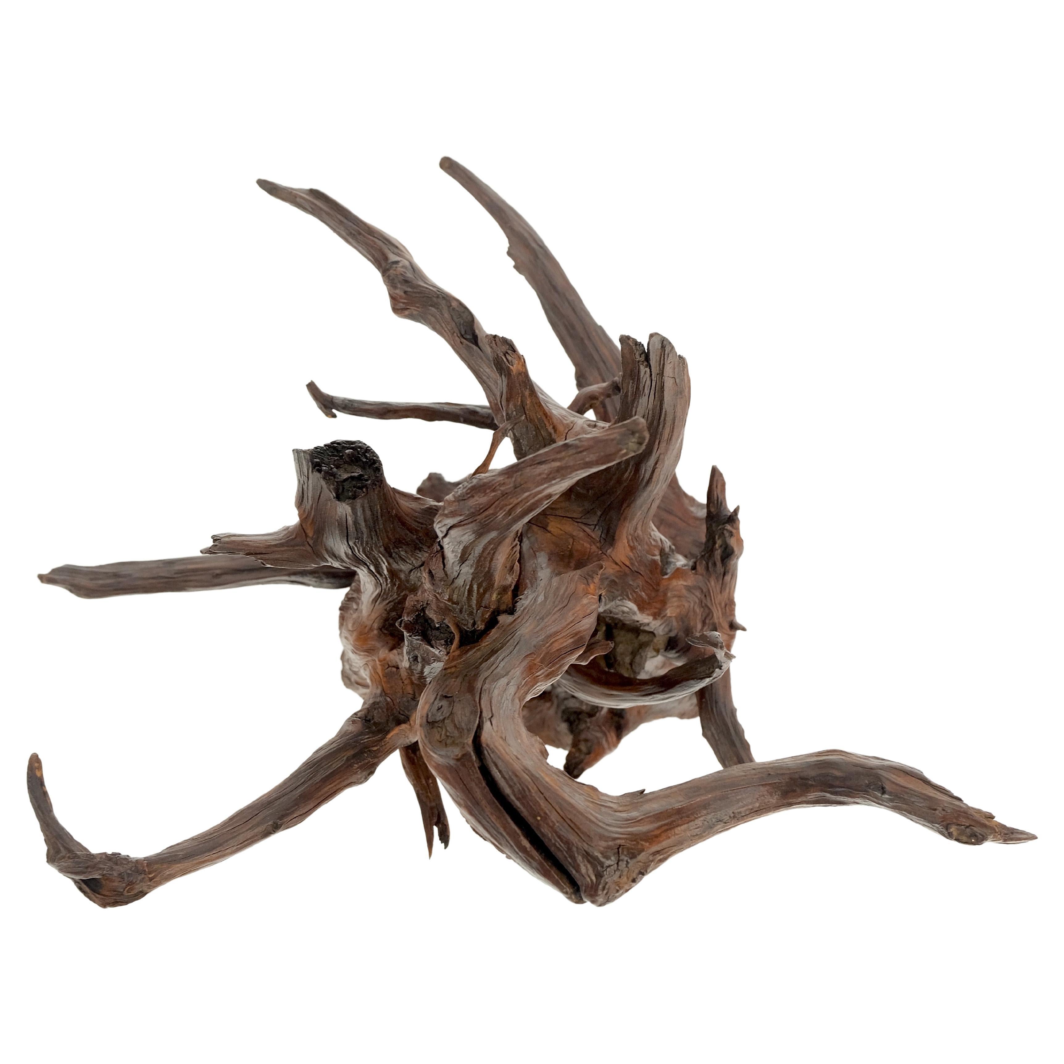 Mid-Century Modern Solid Driftwood Root Sculpture Organic Jewerly Display Nice Patina & Shape Mint! For Sale