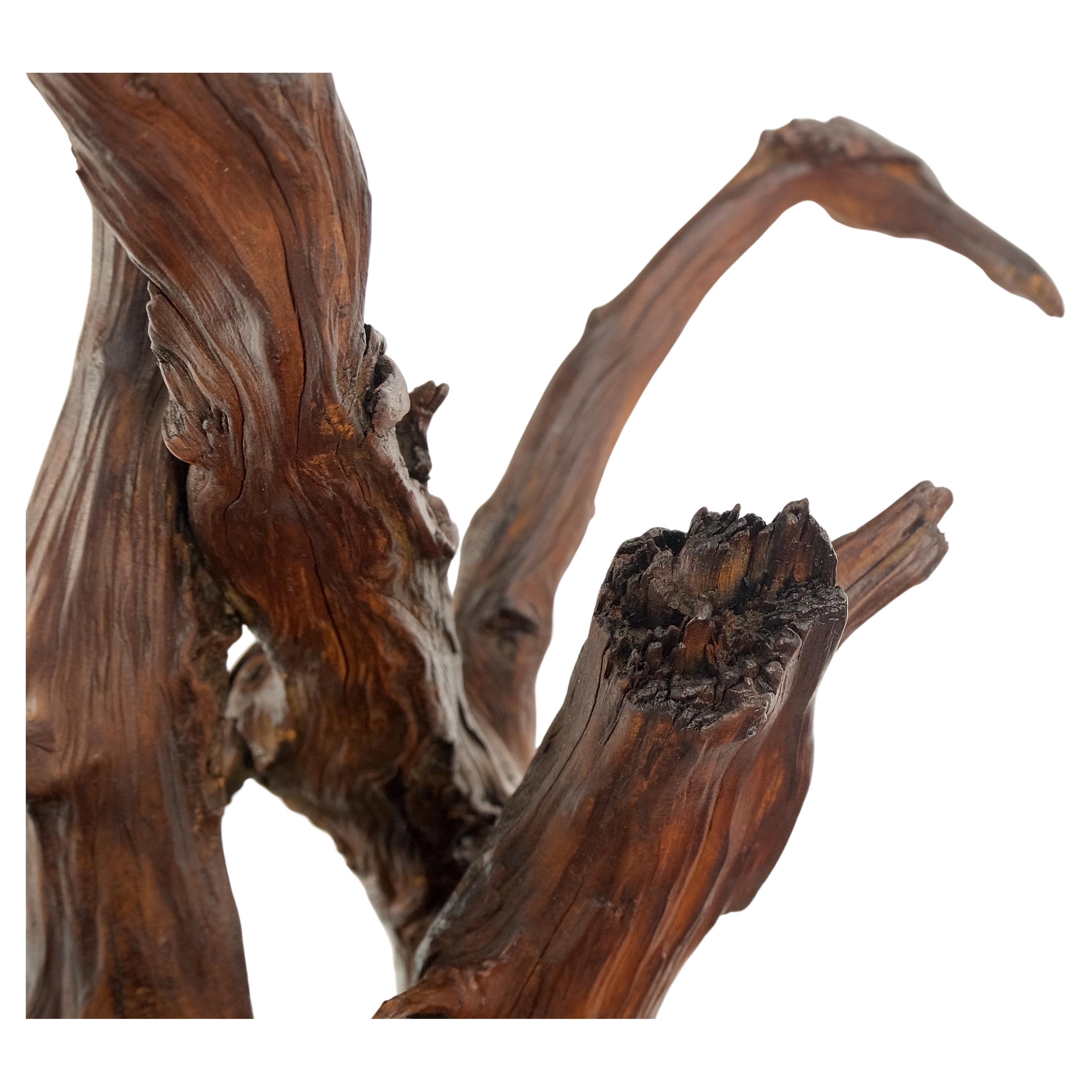 Lacquered Solid Driftwood Root Sculpture Organic Jewerly Display Nice Patina & Shape Mint! For Sale