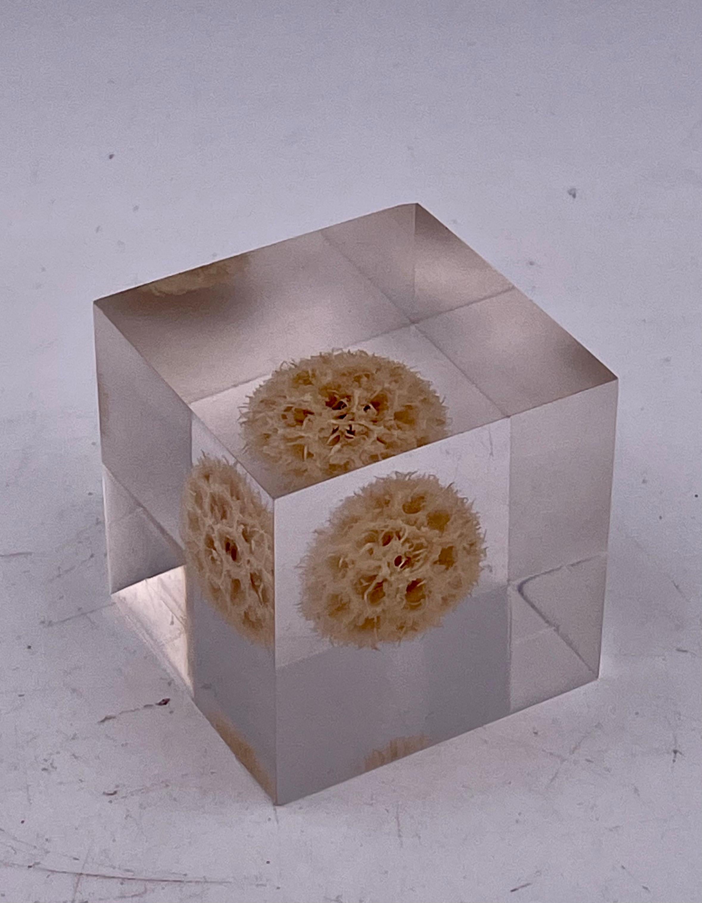A rare and unique plant in a solid Lucite cube paperweight. An unusual and fun piece of conversation.