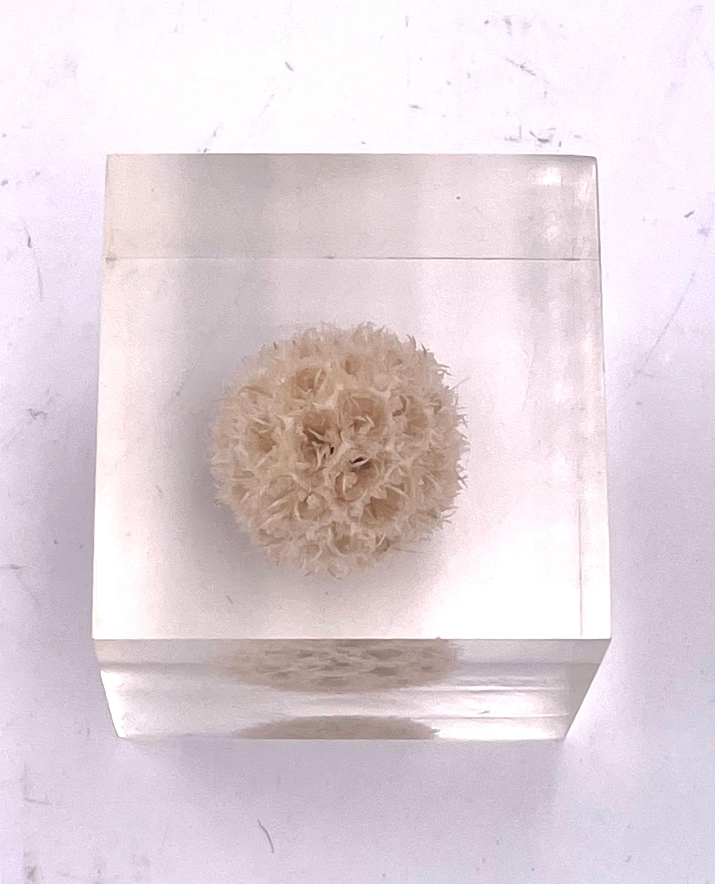 North American Solid Lucite Cube Flower Paperweight