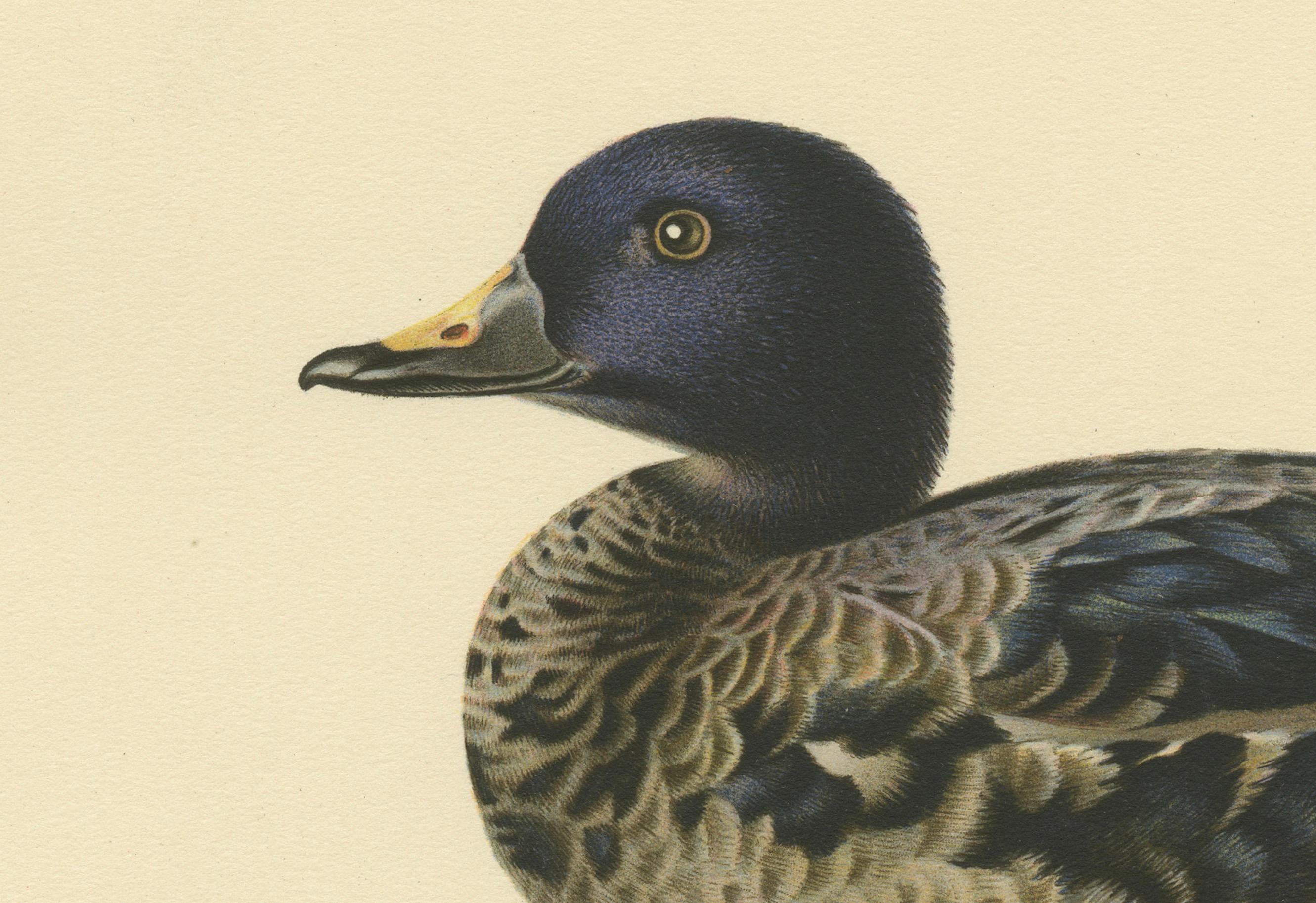 An original vintage ornithological print titled 'Oidemia Nigra', representing a juvenile Black Scoter, a species of sea duck. The illustration captures the subtle coloration and textural details of the duck's plumage with careful attention to the