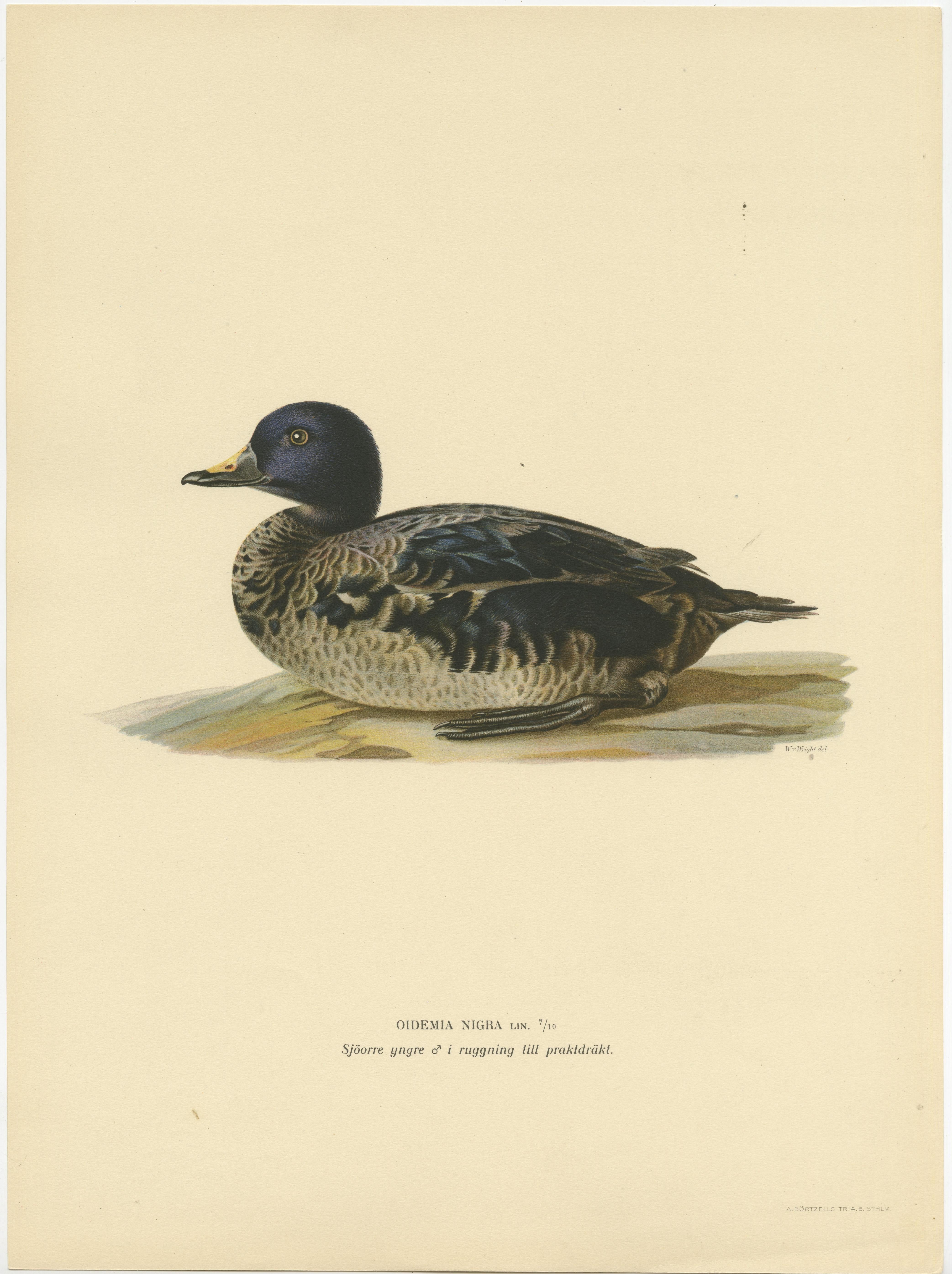 Solitary Serenity: A Juvenile Black Scoter Bird Print by Magnus von Wright, 1929 In Good Condition For Sale In Langweer, NL