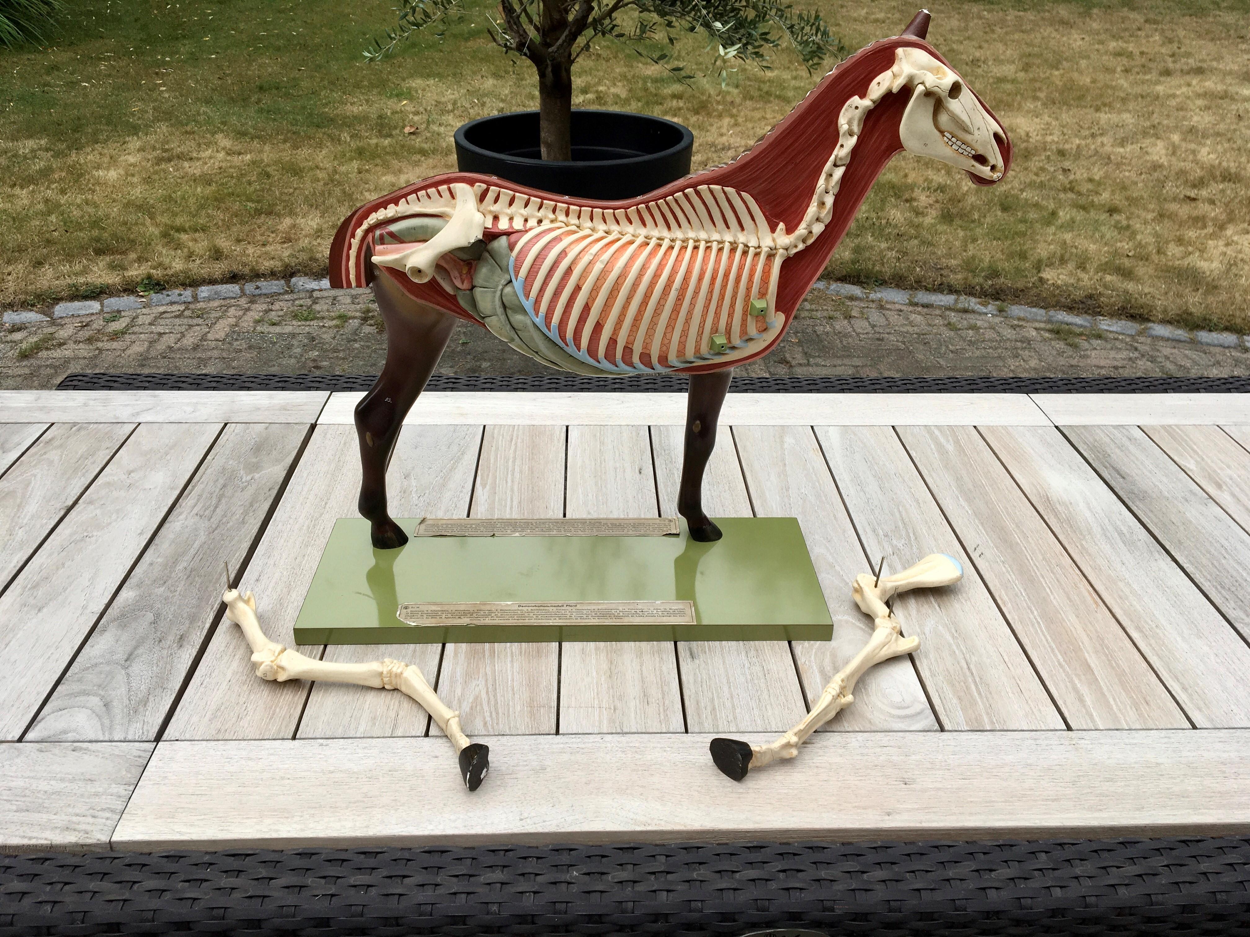 Somso Anatomical Horse Model, 1950s For Sale at 1stDibs