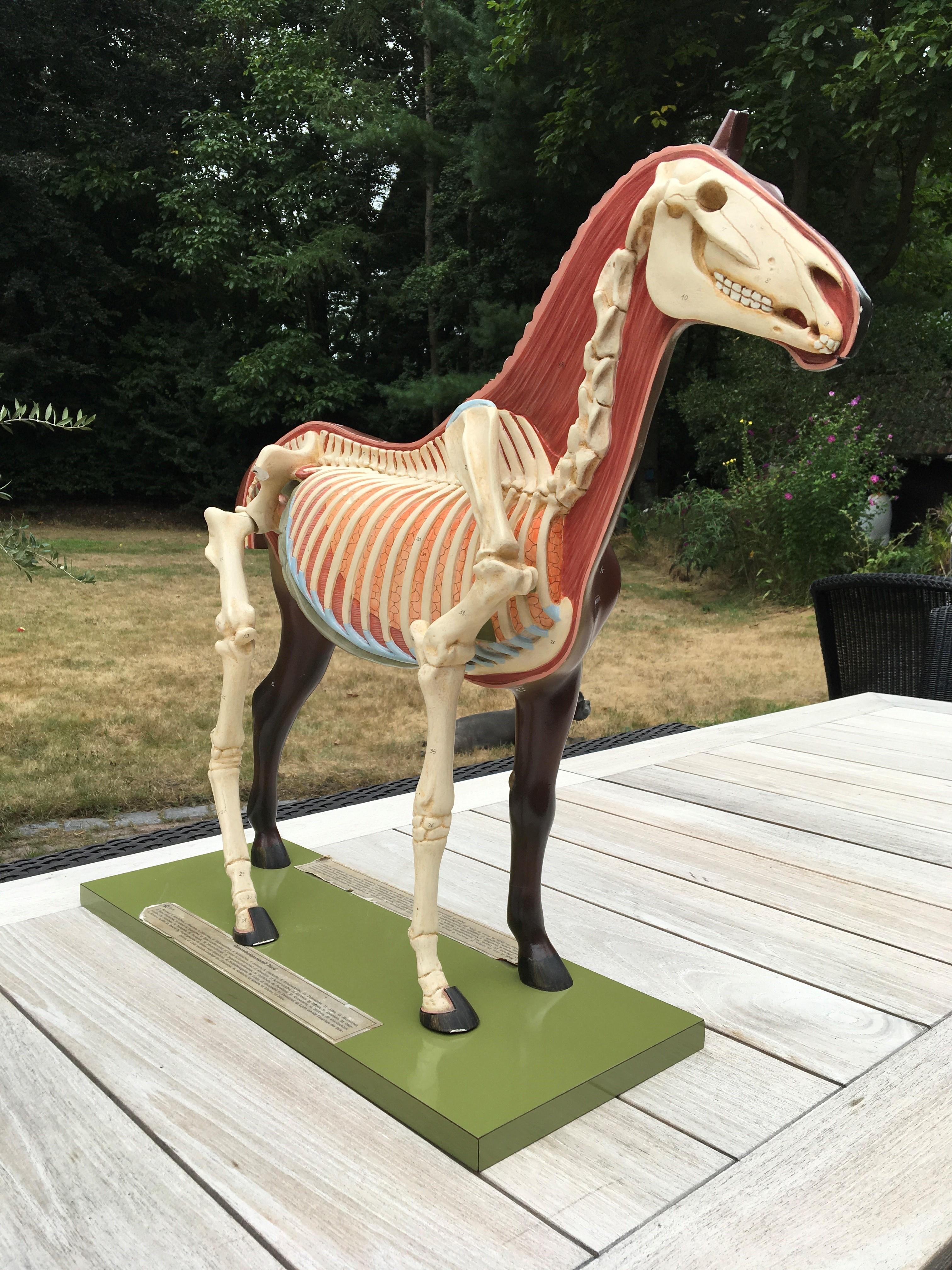 Somso Anatomisches Pferd Modell, 1950er Jahre im Angebot 13