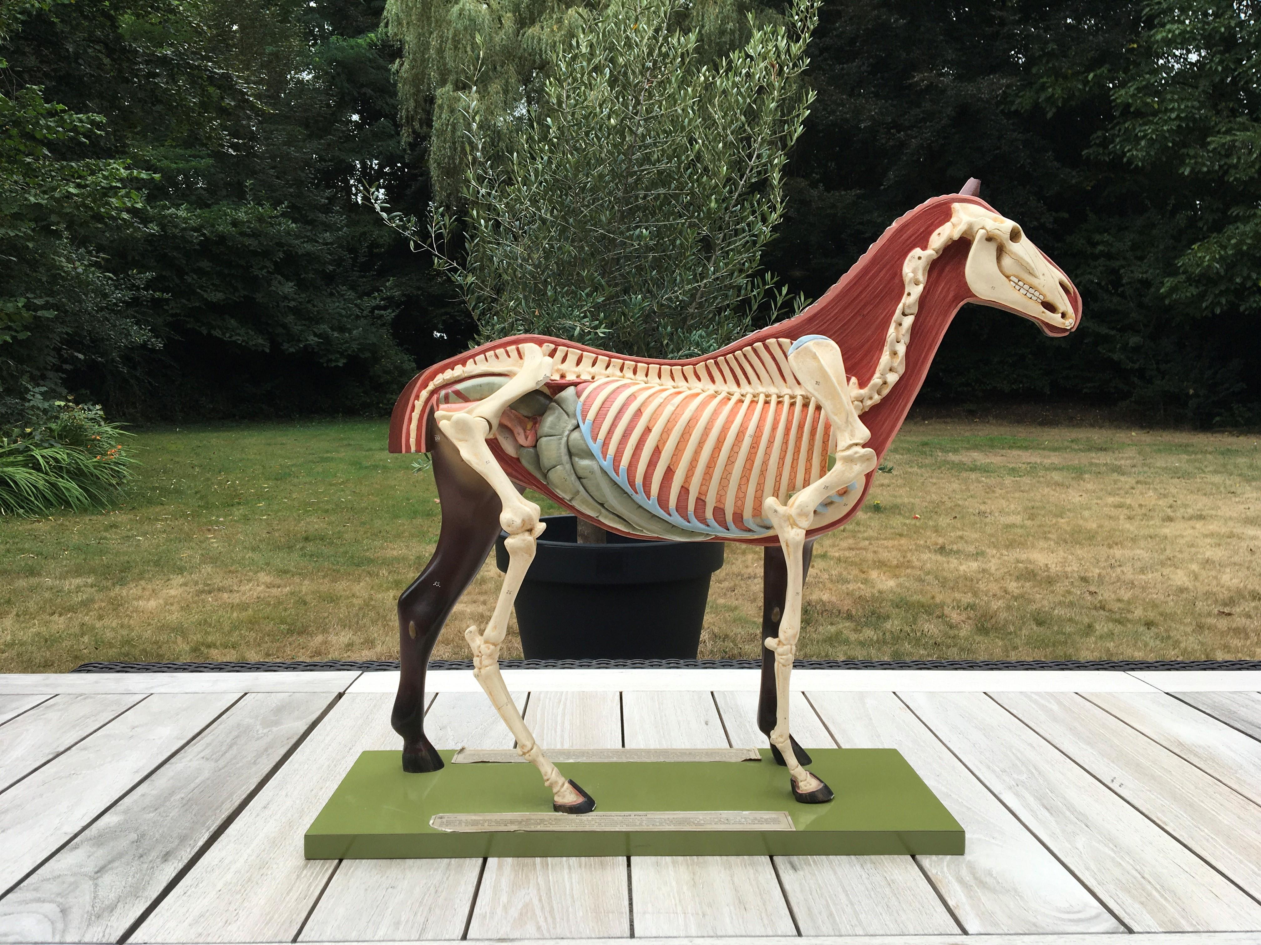 Somso Anatomisches Pferd Modell, 1950er Jahre (Moderne) im Angebot